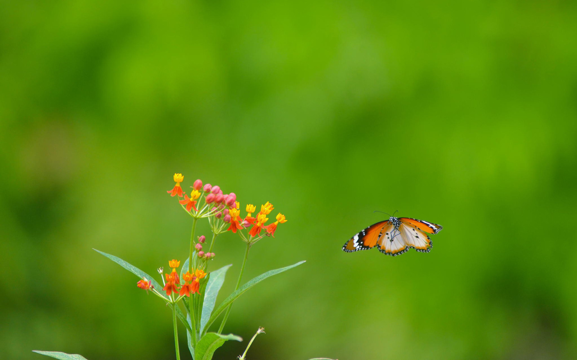 小清新 清新 自然可爱 宽屏