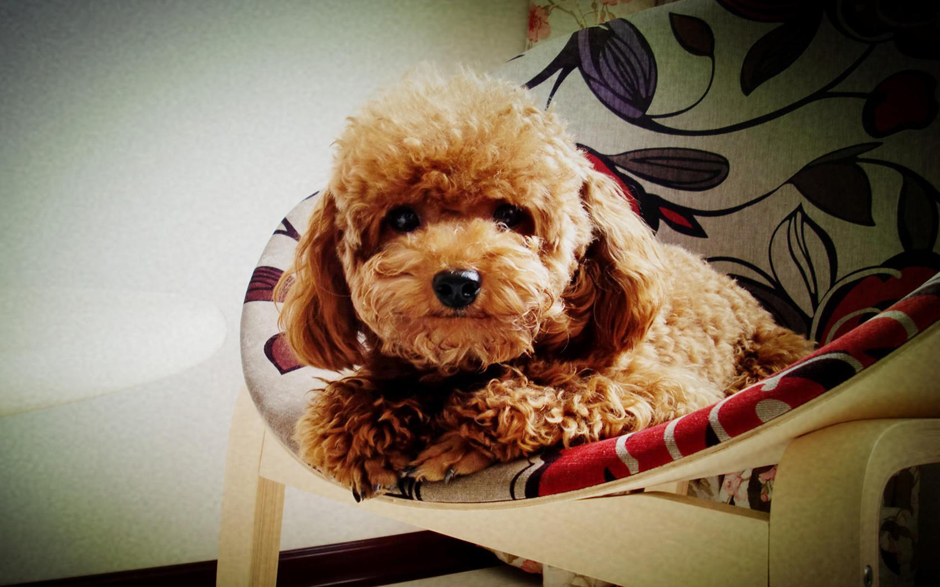 萌宠 动物 汪星人 狗 泰迪