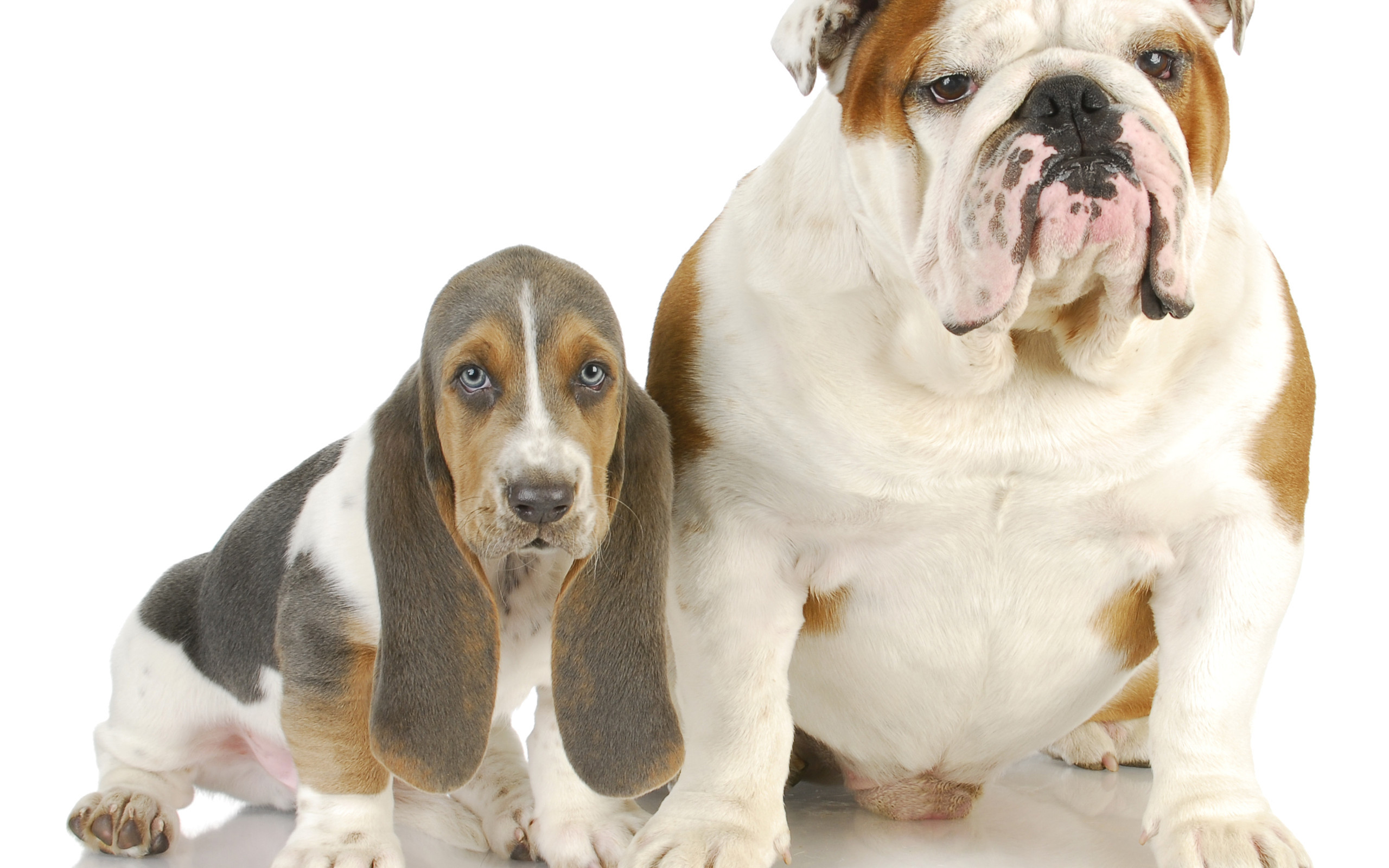 萌宠 动物 狗 汪星人