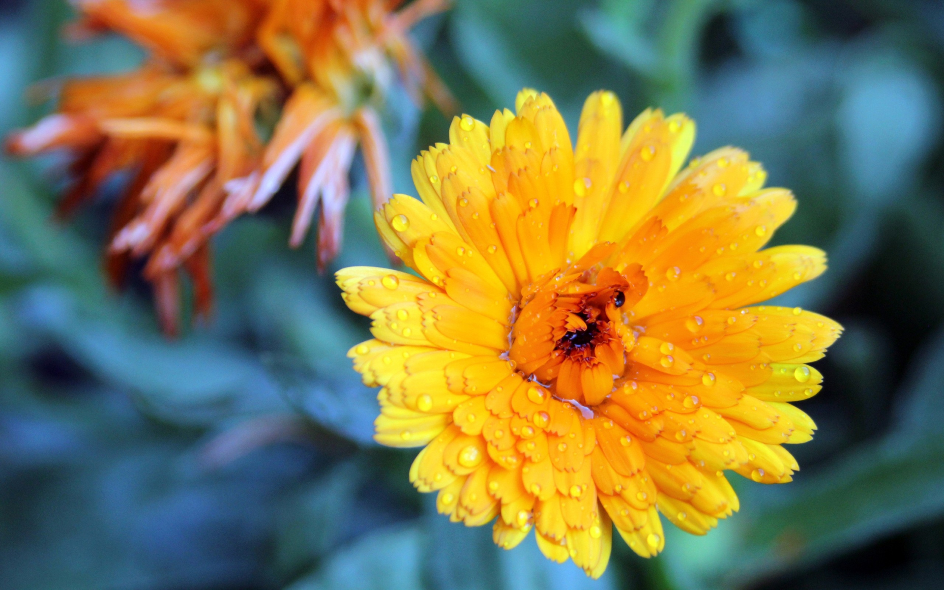 小清新 娇艳欲滴 花朵