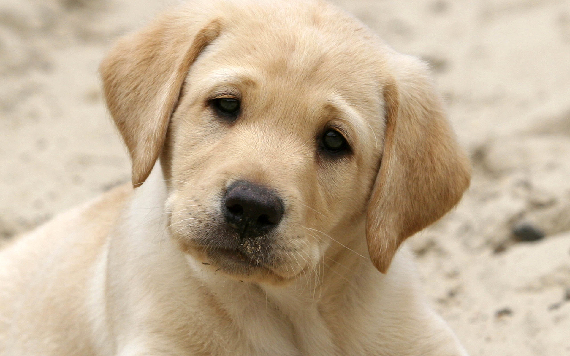 萌宠 动物 汪星人 狗