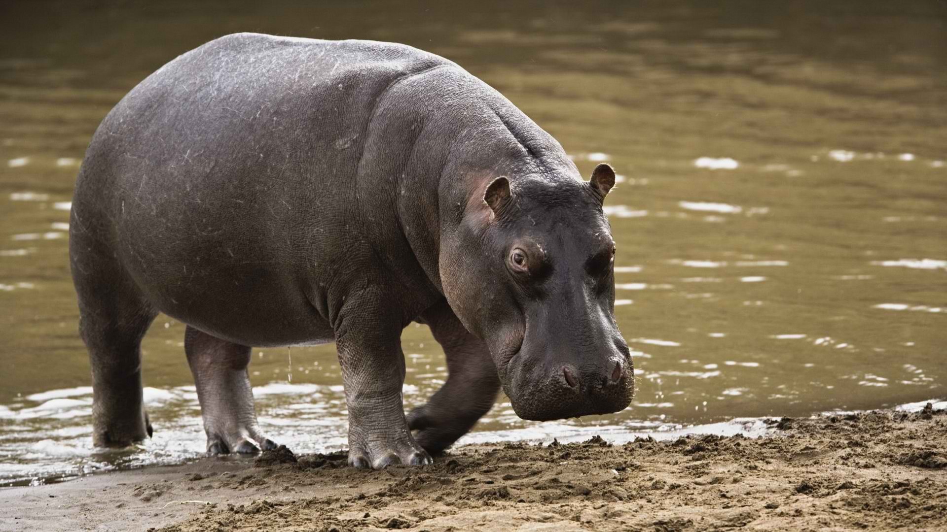 萌宠 河马 凶猛 宽屏