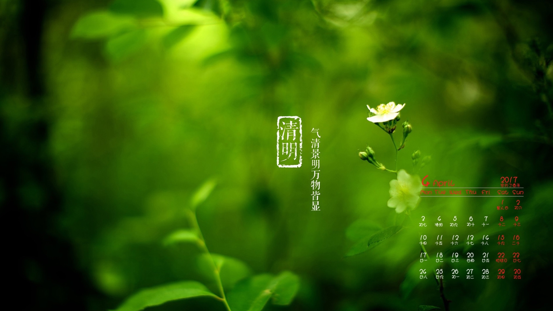 2017年4月 清明 绿色植物