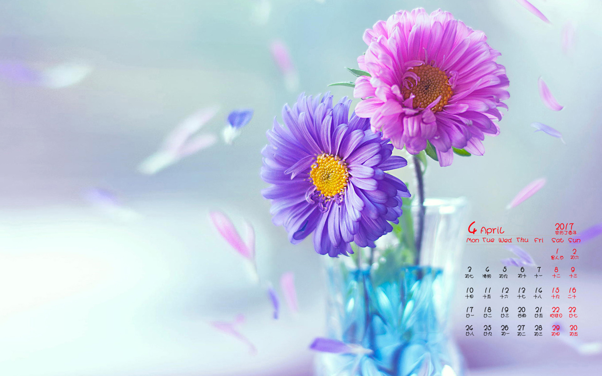 2017年4月 紫色 红色 菊花