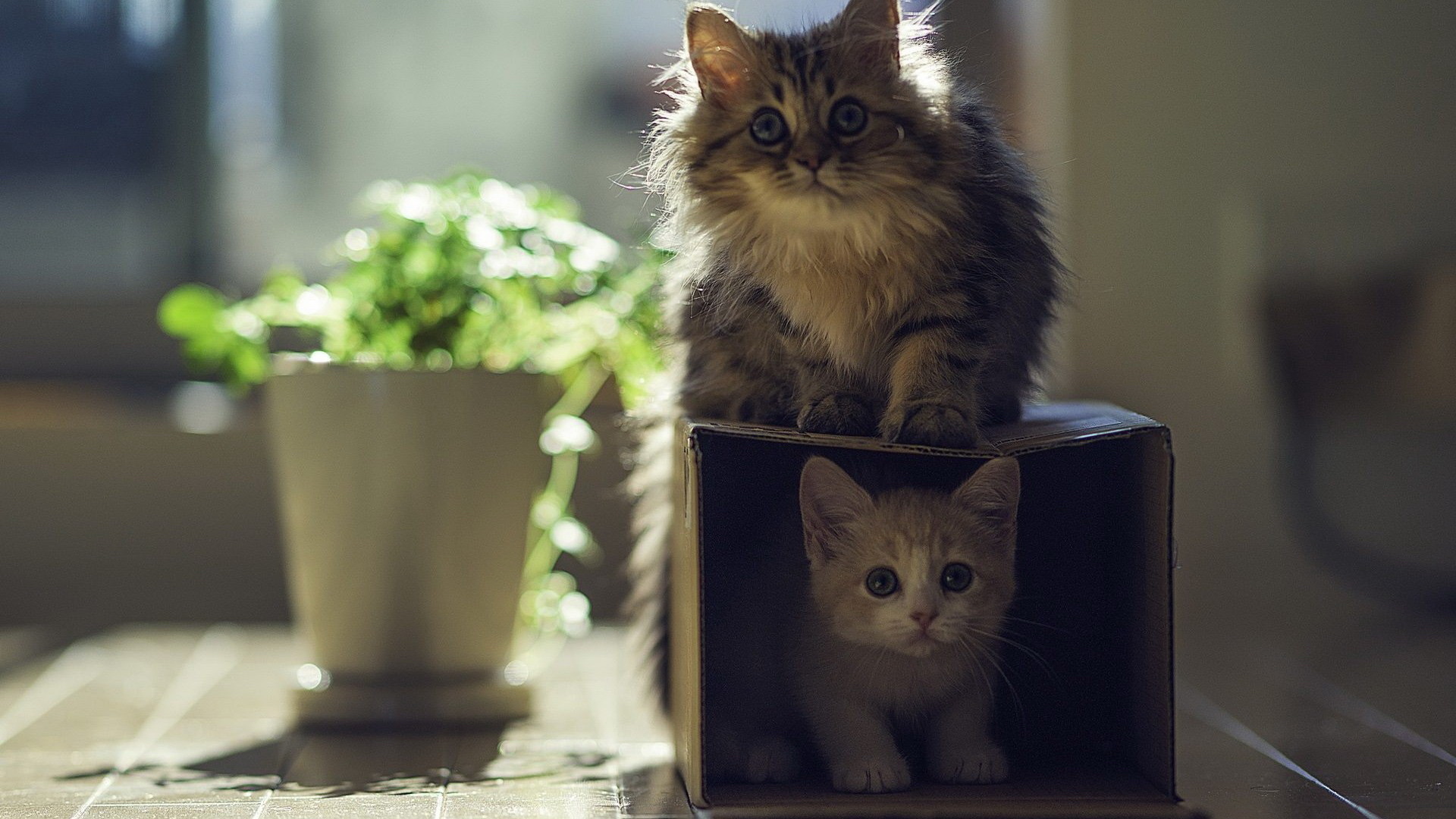 猫咪 宠物猫 可爱 萌