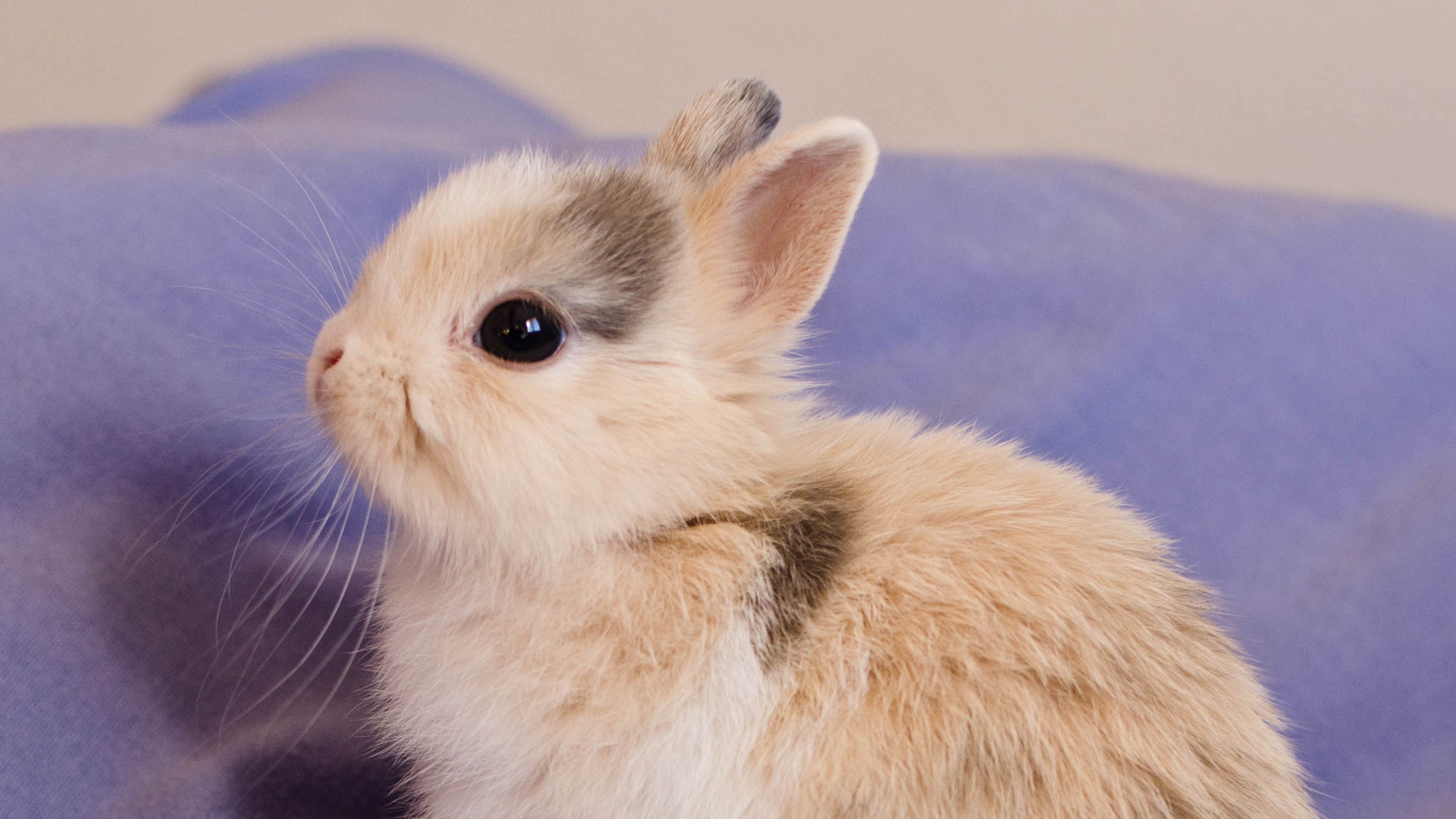 卖萌图 兔子 可爱