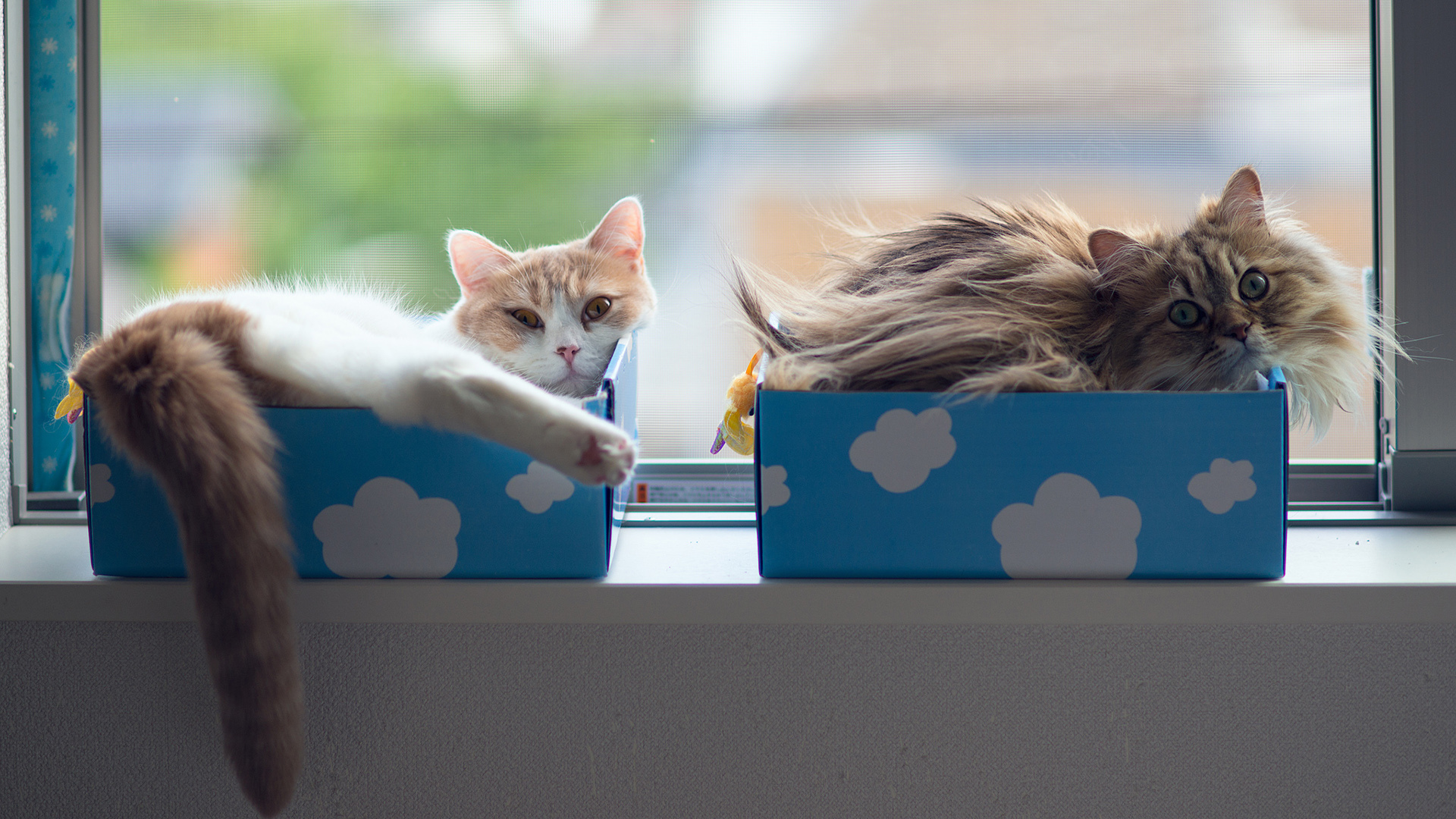 萌宠 动物 喵星人 猫