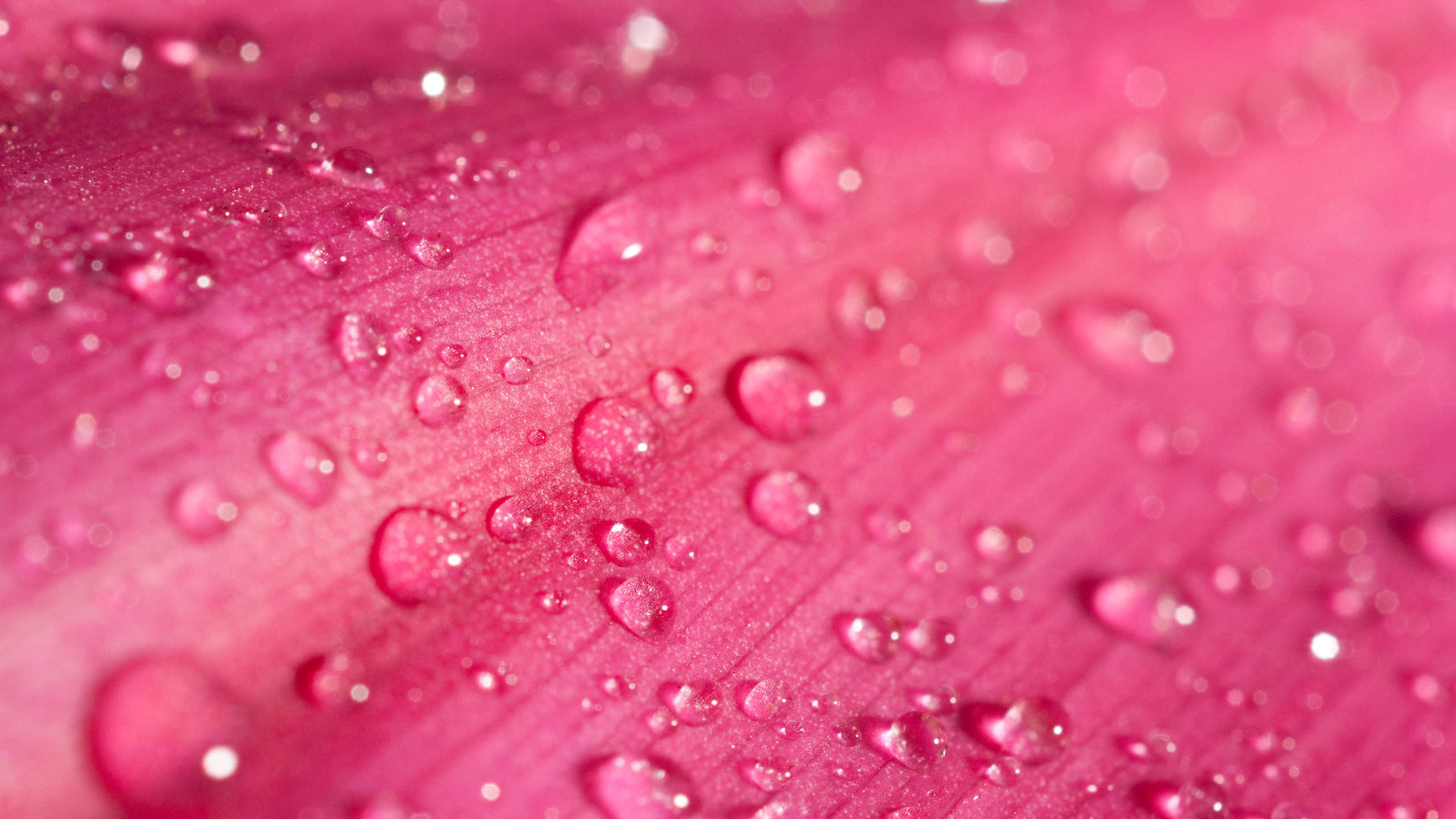 红色花瓣上的水珠 纯色