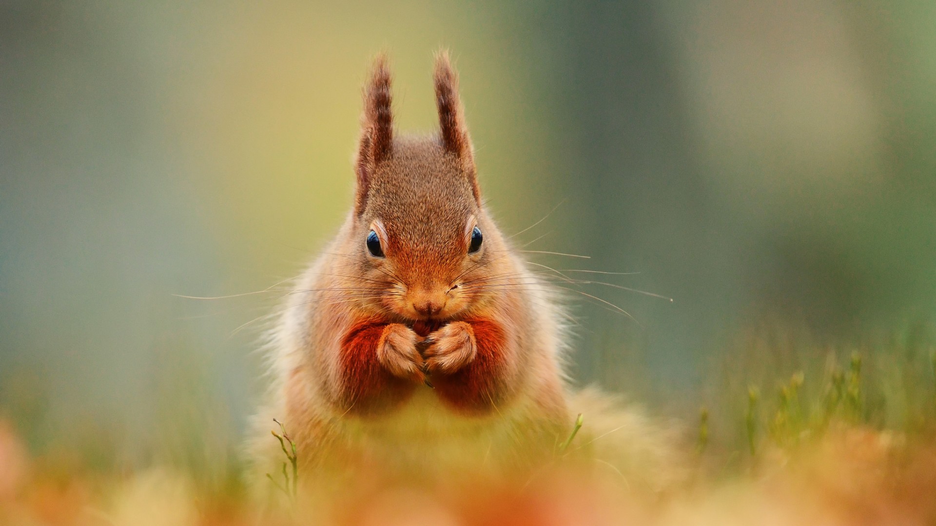 萌宠 小松鼠 呆萌 可爱 宽屏