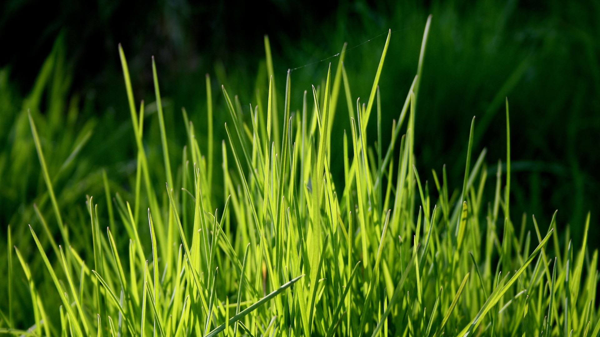小清新 植物 绿色 草地