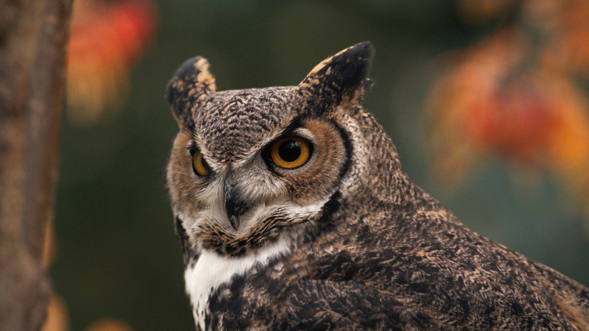 萌宠 猫头鹰 可爱 呆萌