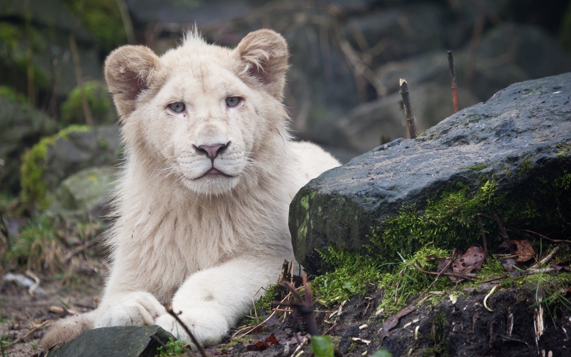 动物 野生动物 狮子 白狮