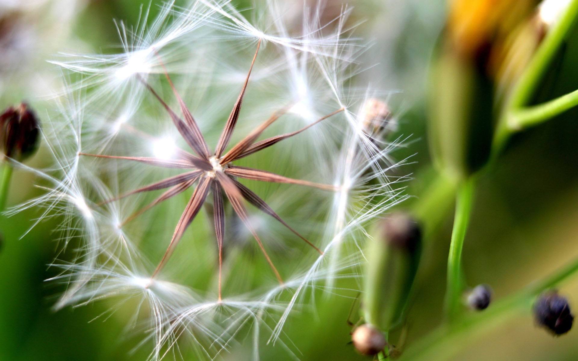 小清新 蒲公英 可爱 宽屏