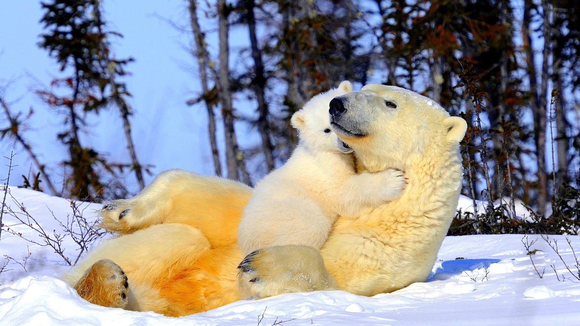 萌宠 北极熊 熊宝宝 可爱