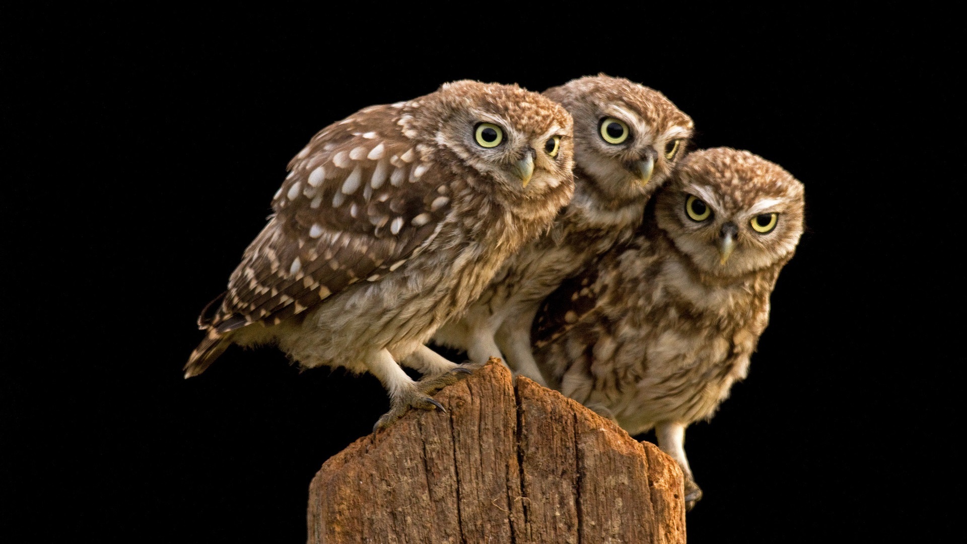 萌宠 猫头鹰 呆萌 可爱 宽屏