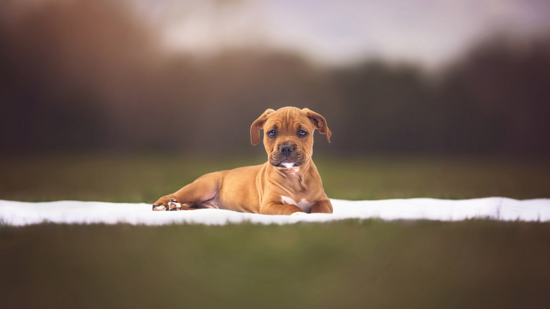 萌宠 动物 汪星人 狗