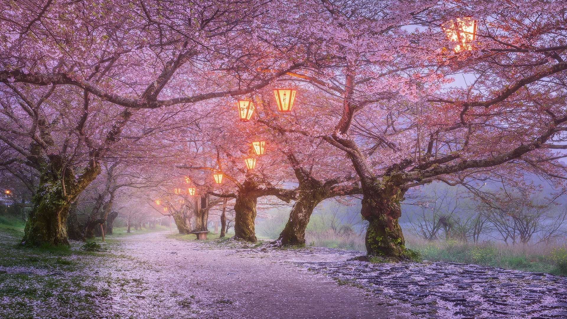 落日余晖 樱花 夜景