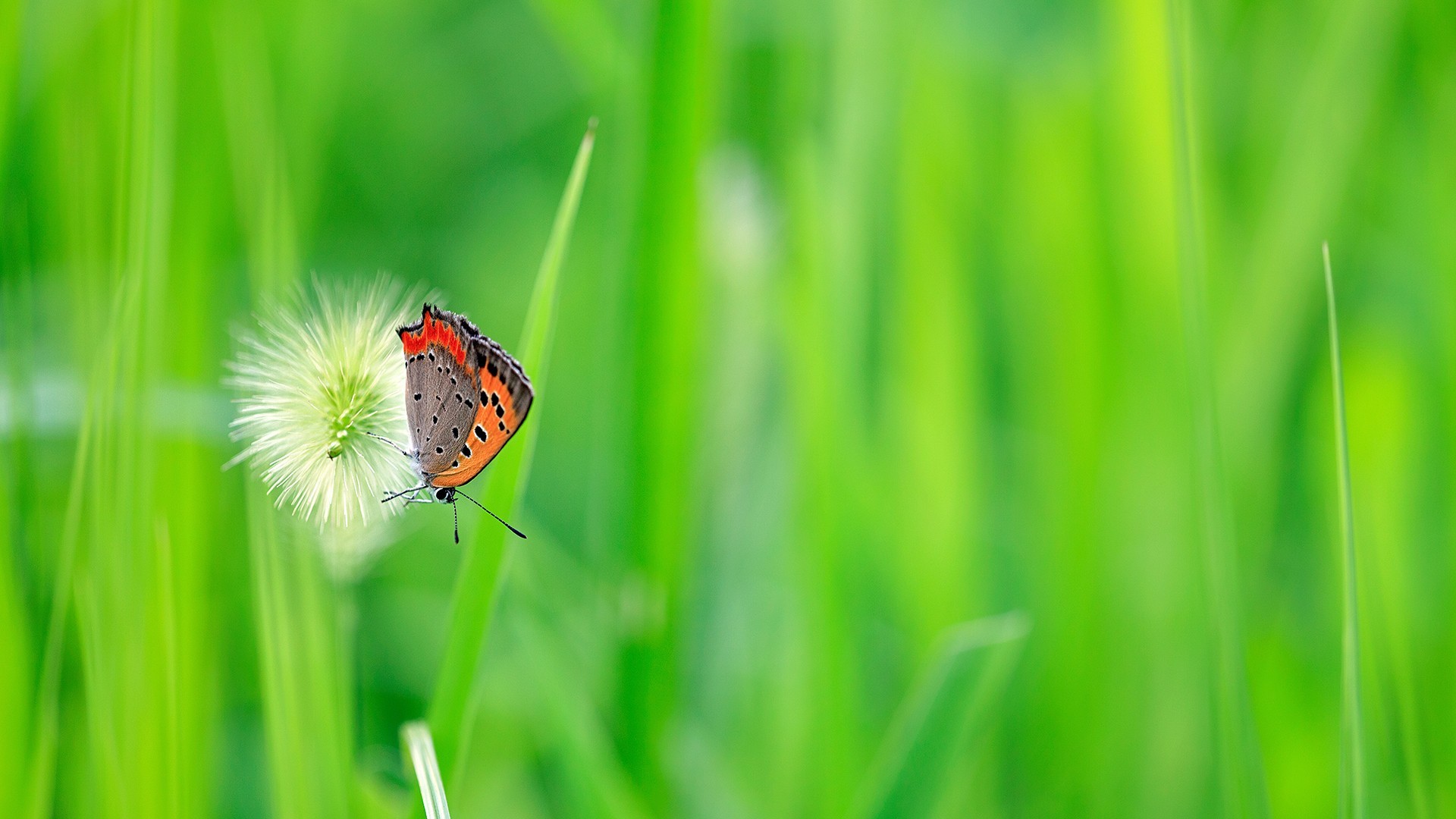 小清新 护眼壁纸 绿色 蝴蝶