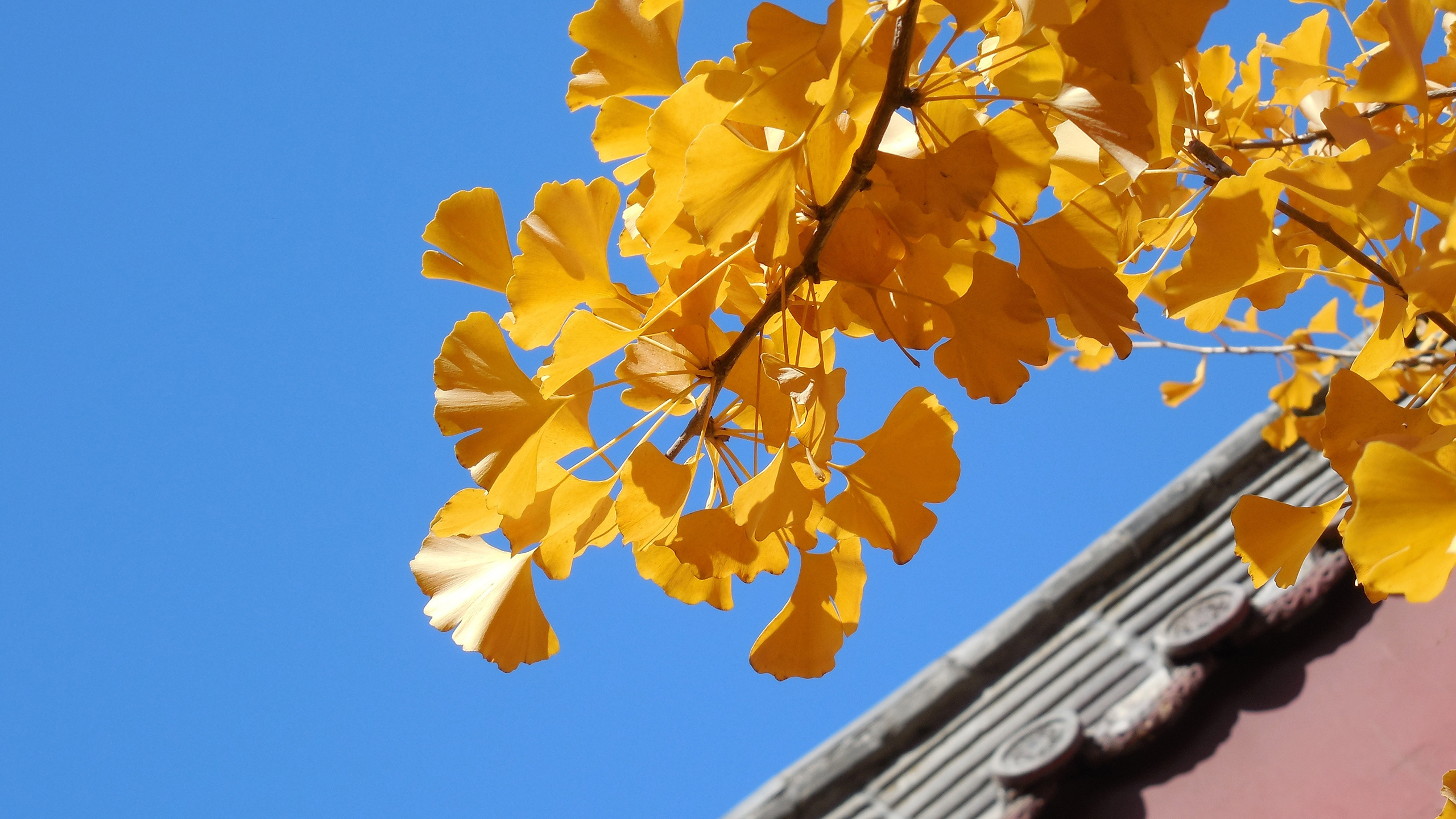 小清新 舒缓压力 杏叶