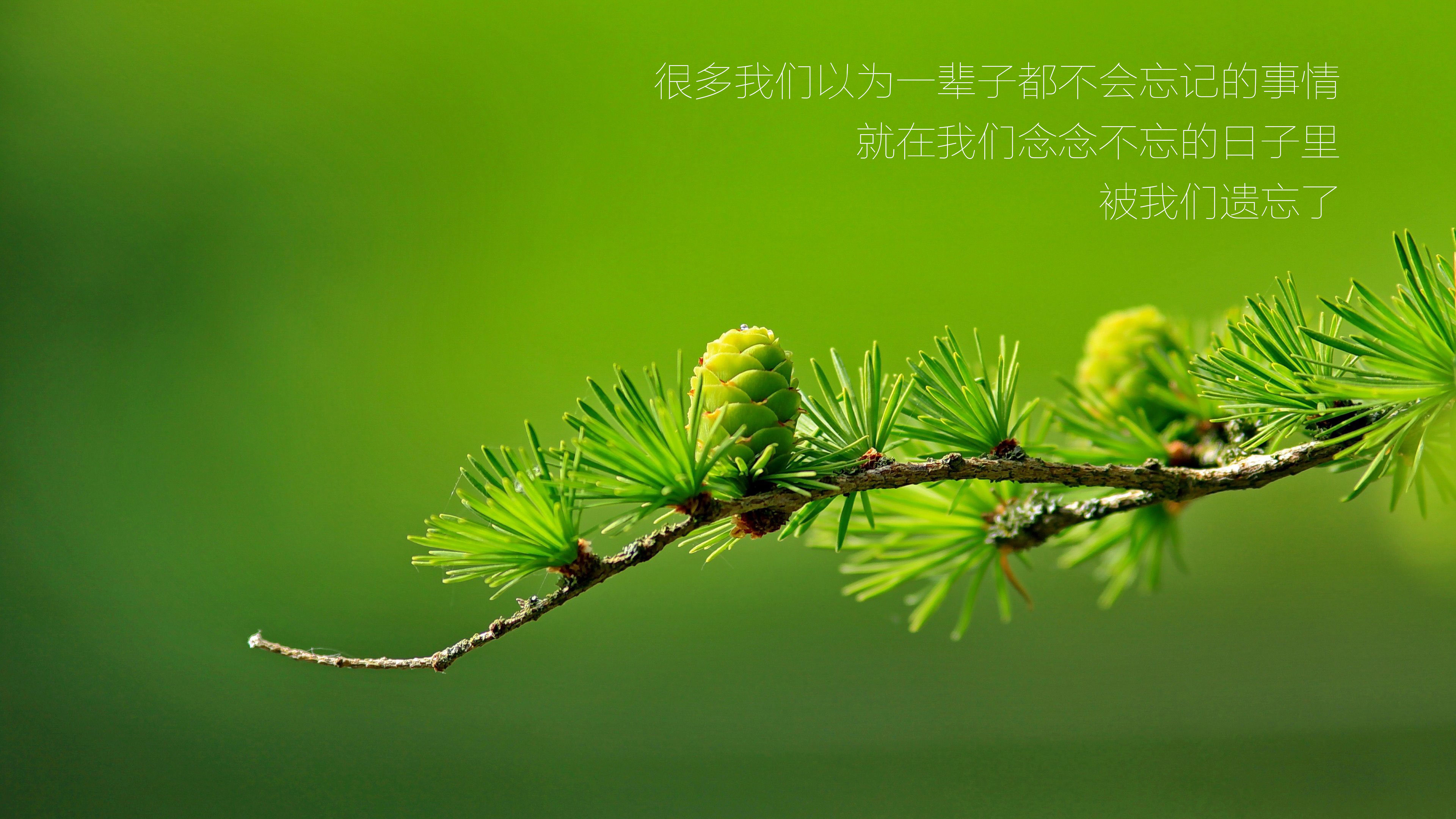 绿色 遗忘  文字