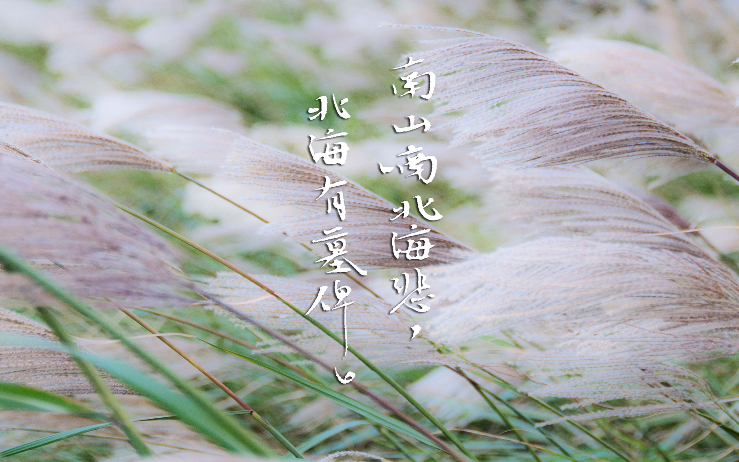 文字 歌词 南山南