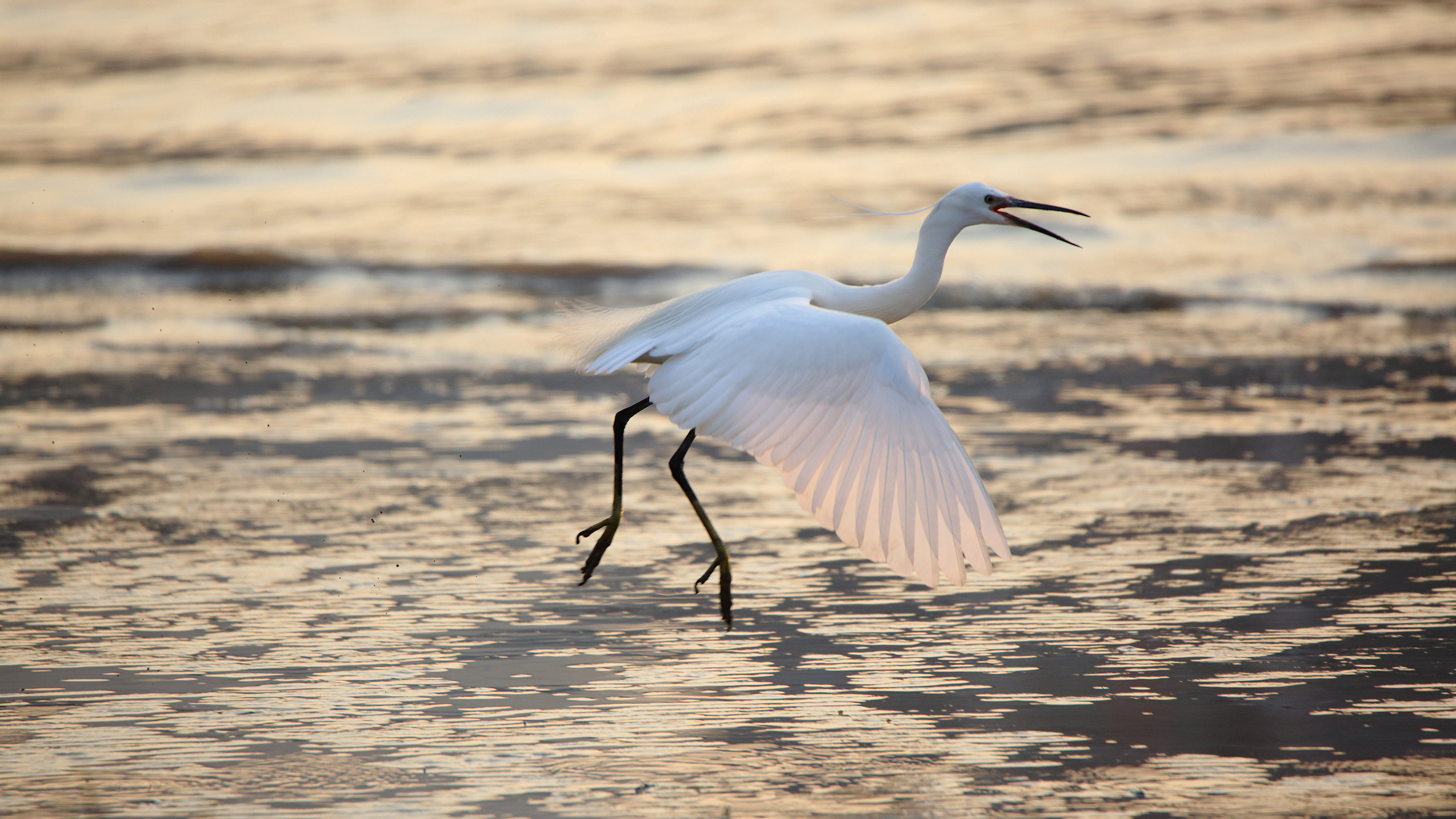 动物 野生动物 白鹭 飞禽