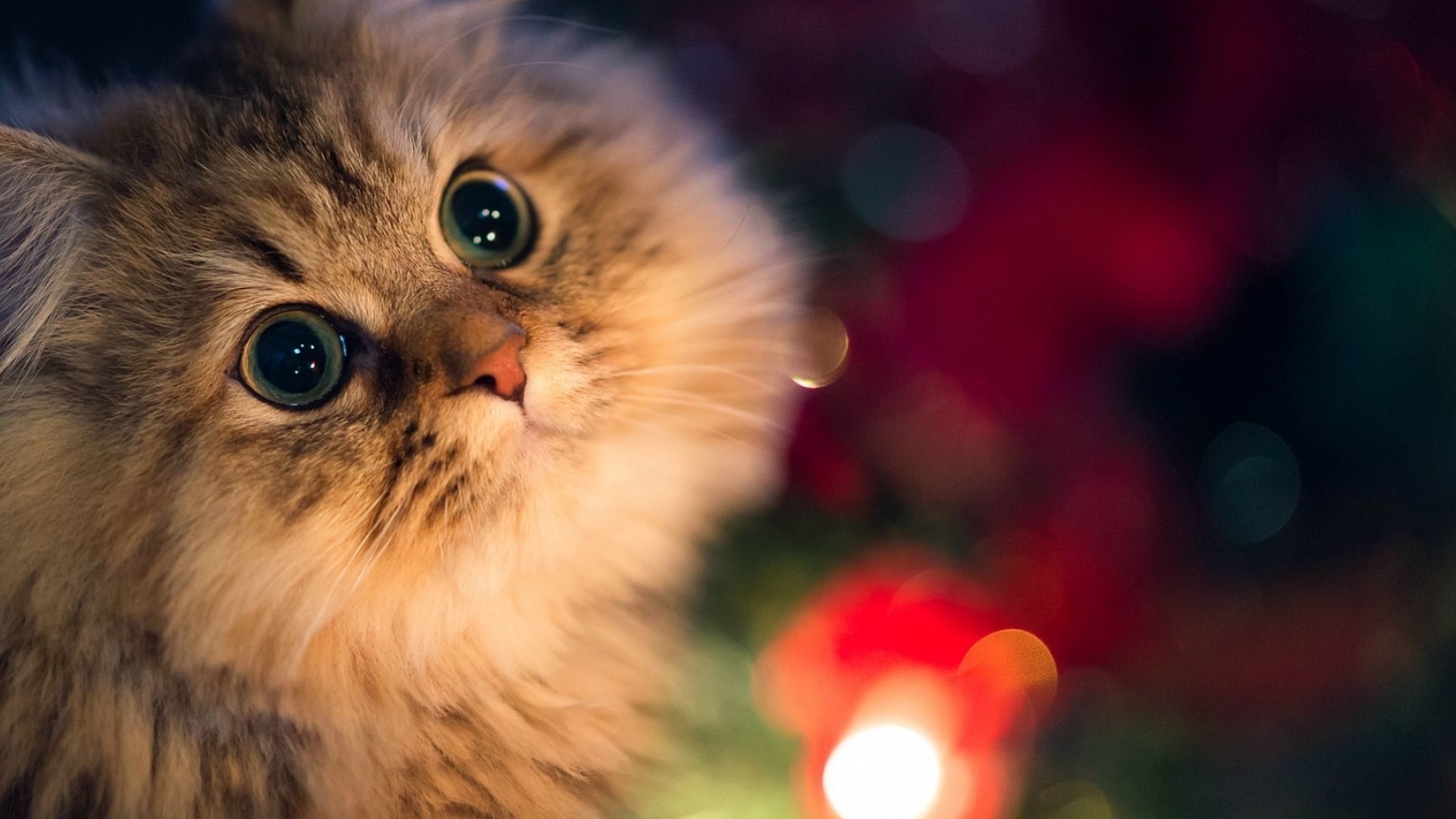 萌宠 喵星人 猫咪