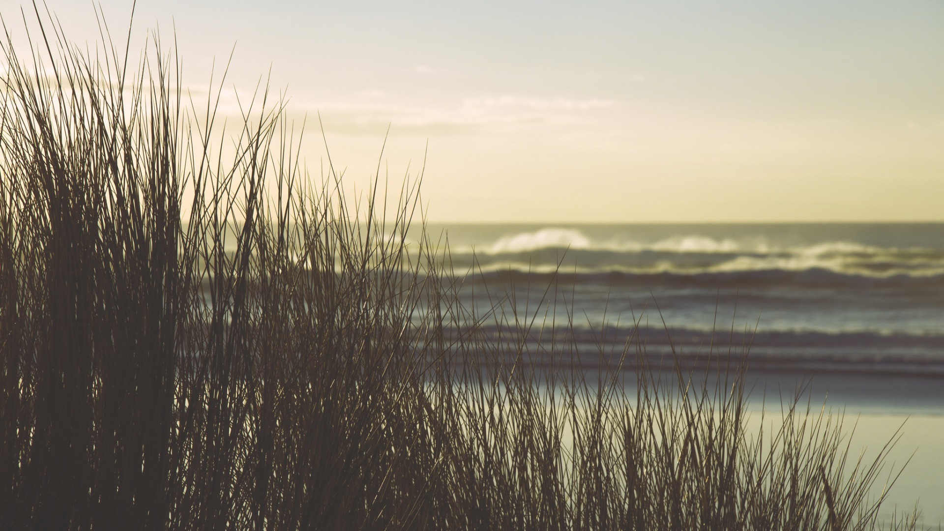 小清新 舒缓压力 植物