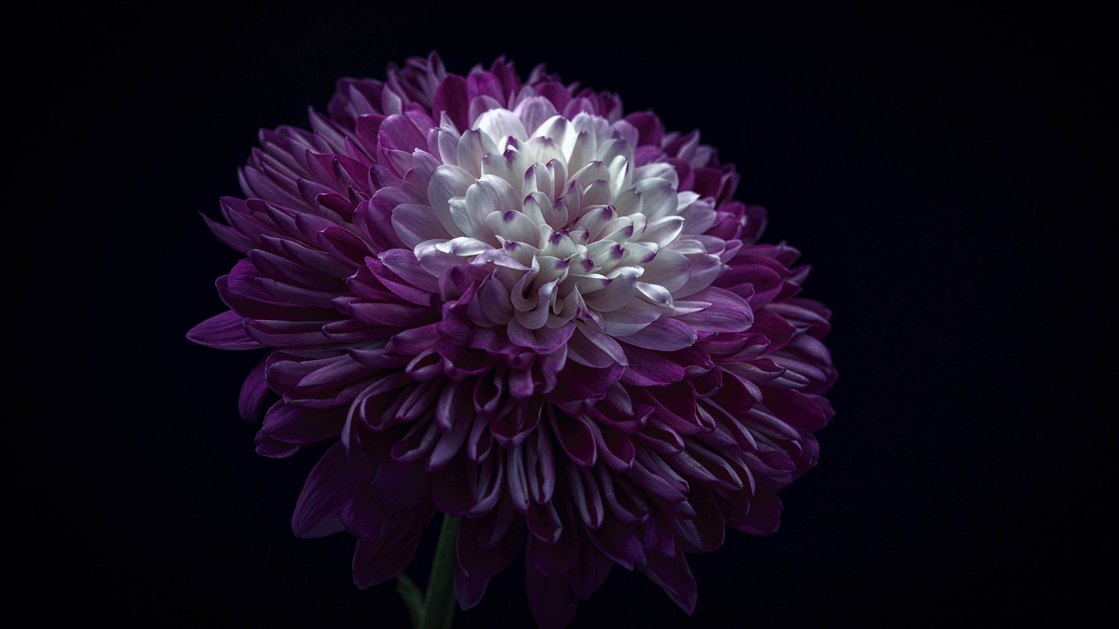 4K 小清新 植物 花朵