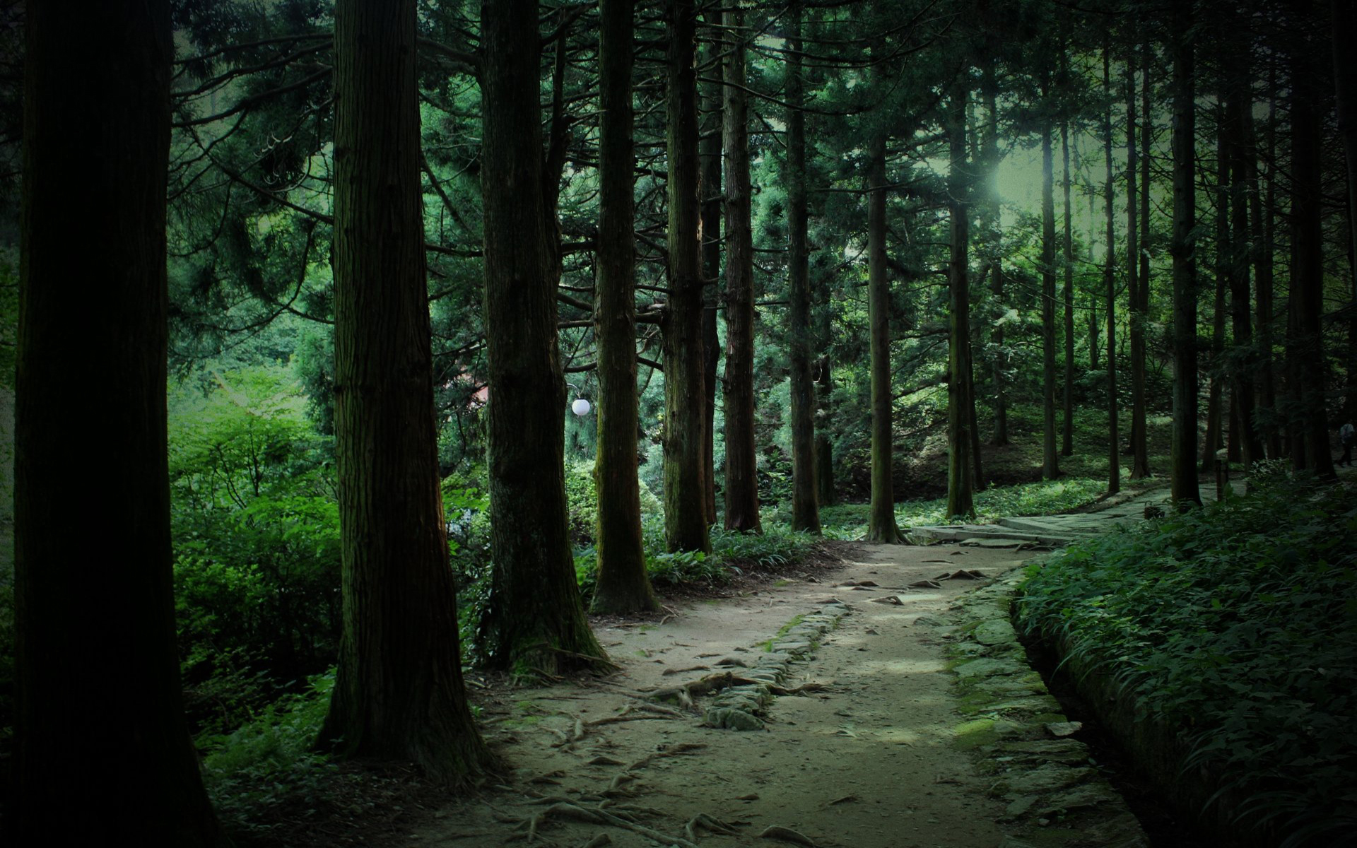风景 自然风光 森林