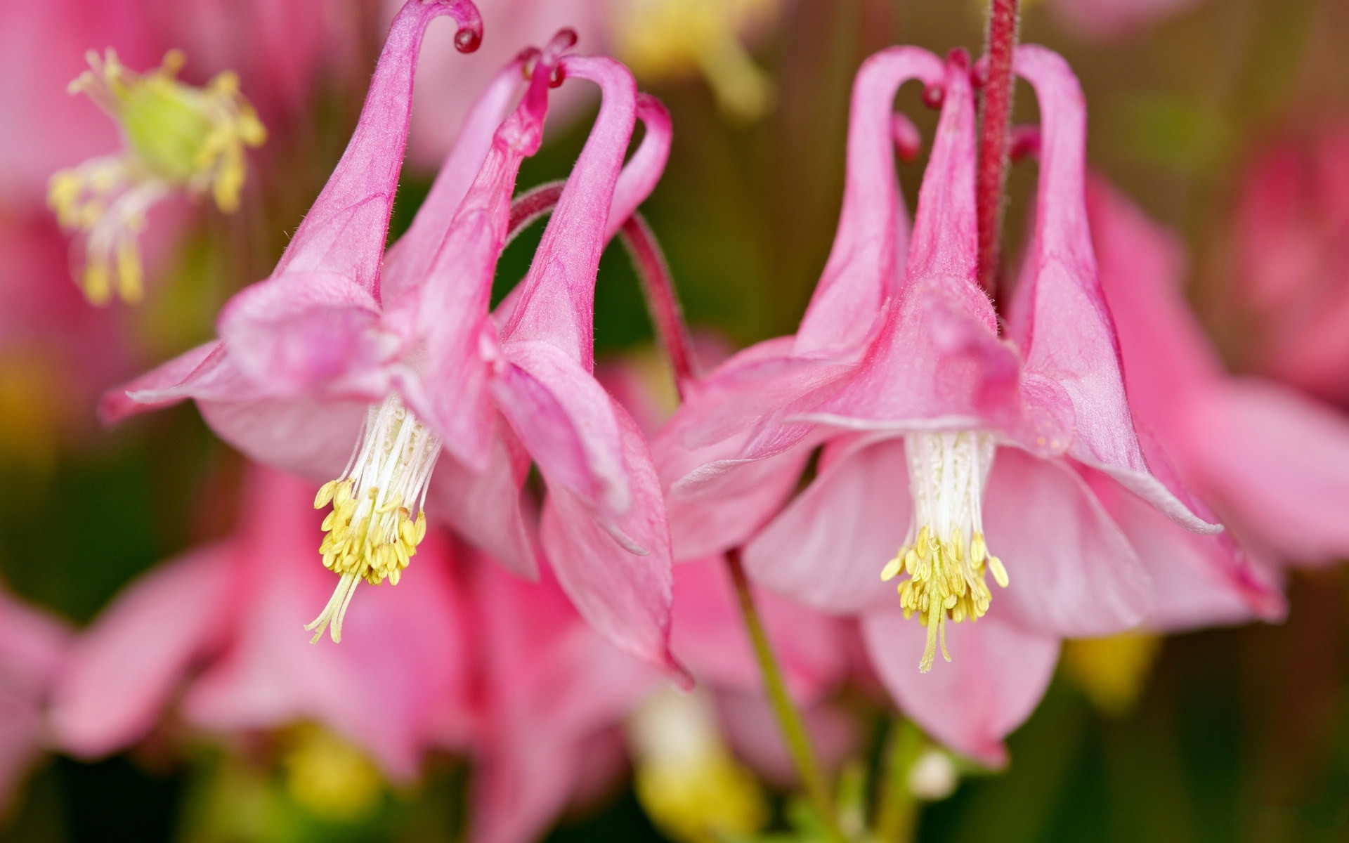 舒缓压力 猫爪花