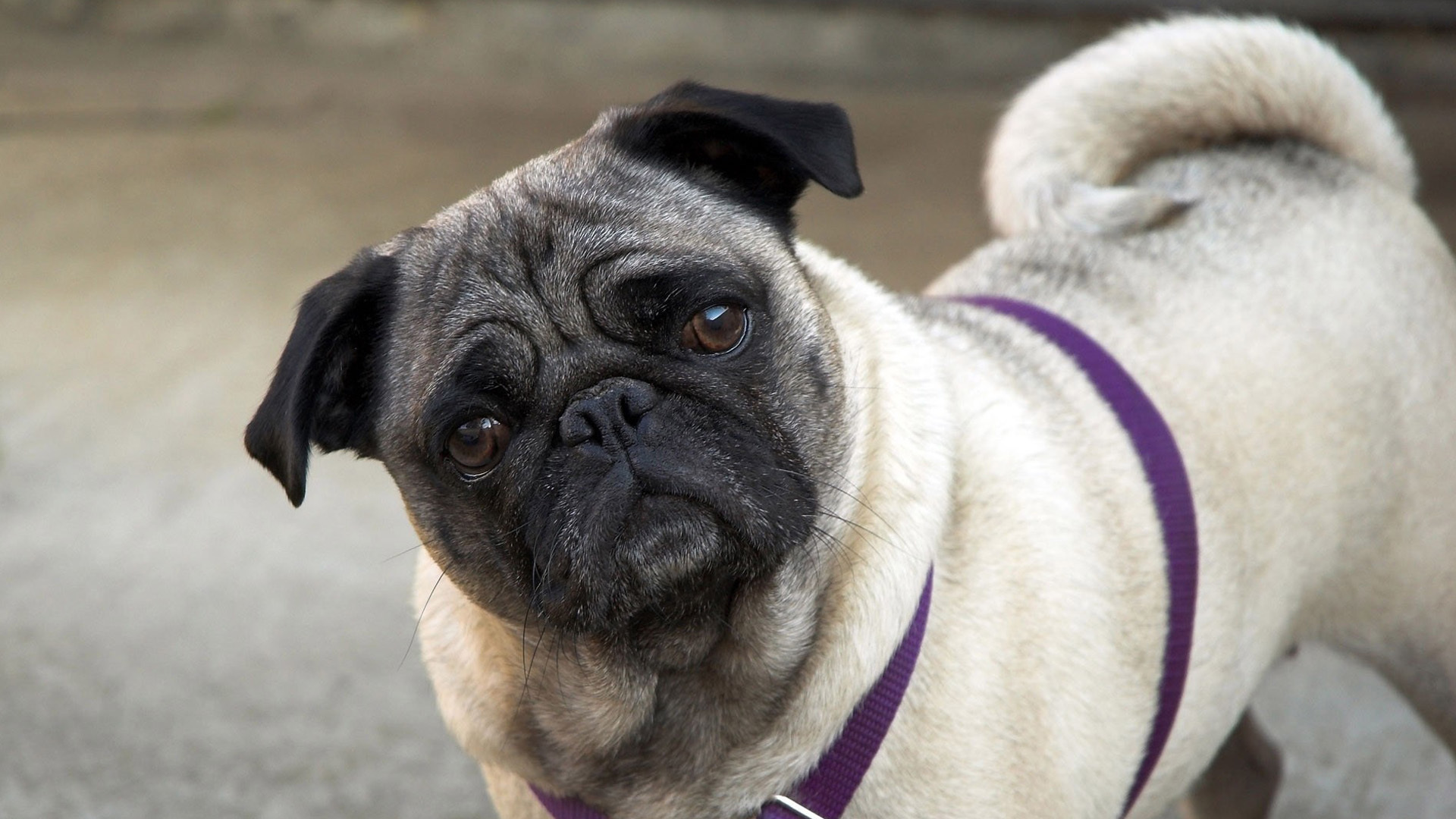 动物 汪星人 狗 巴哥犬