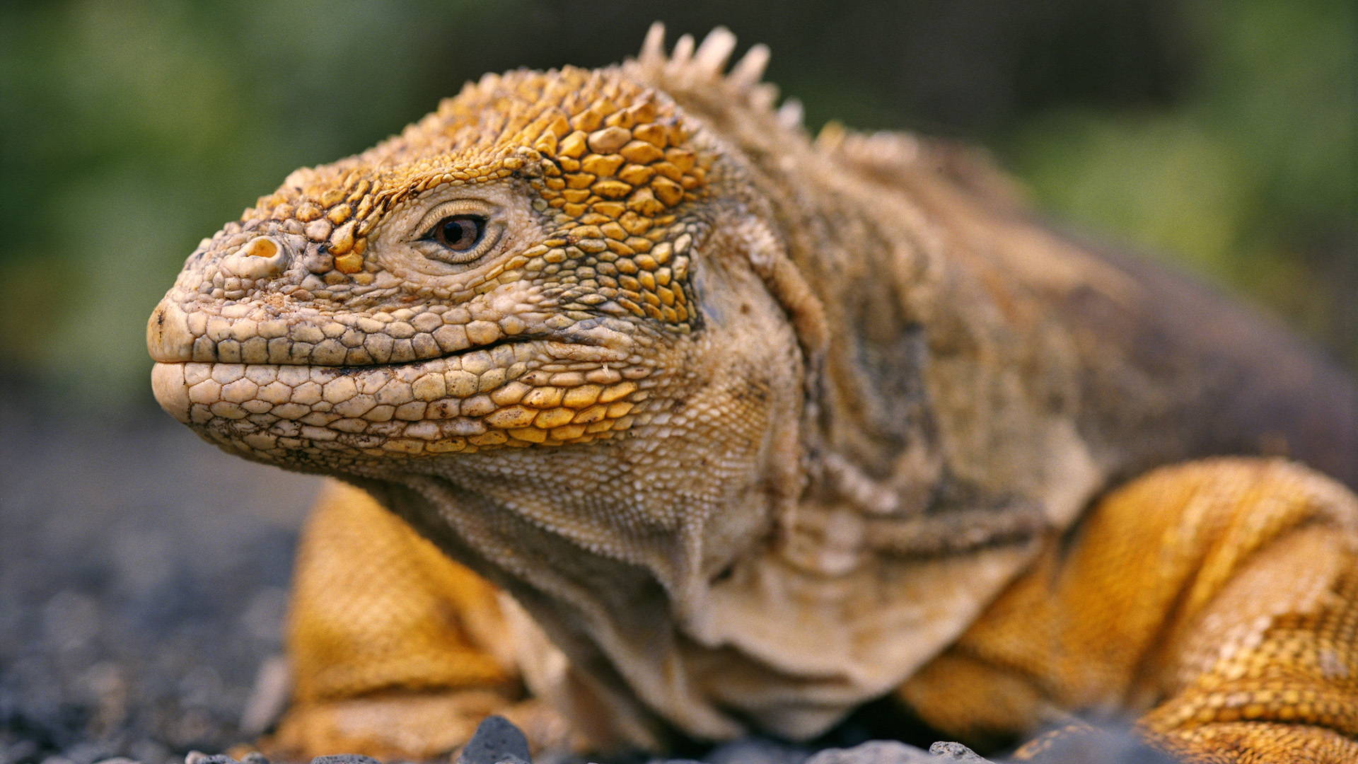 萌宠 宽屏 巨大