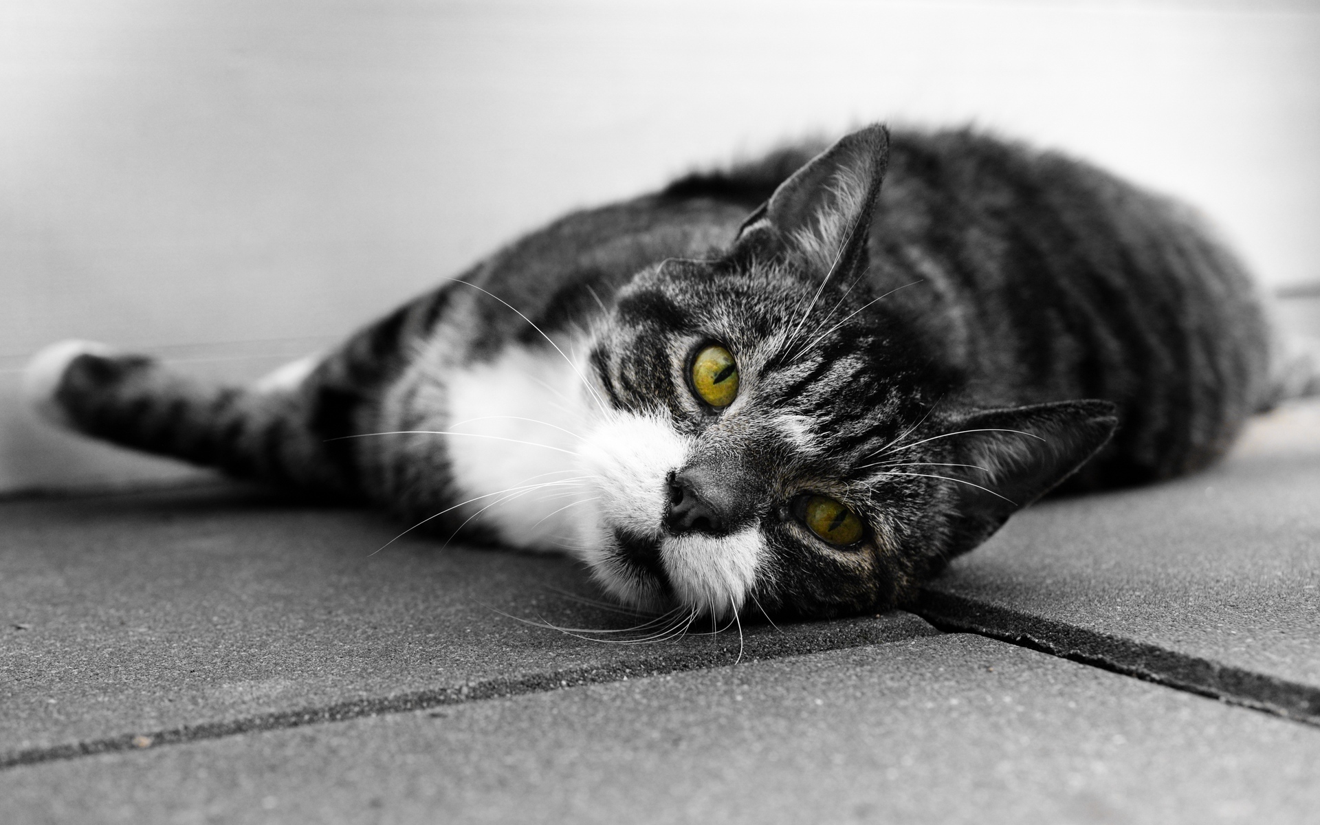 喵星人 可爱软萌小猫咪