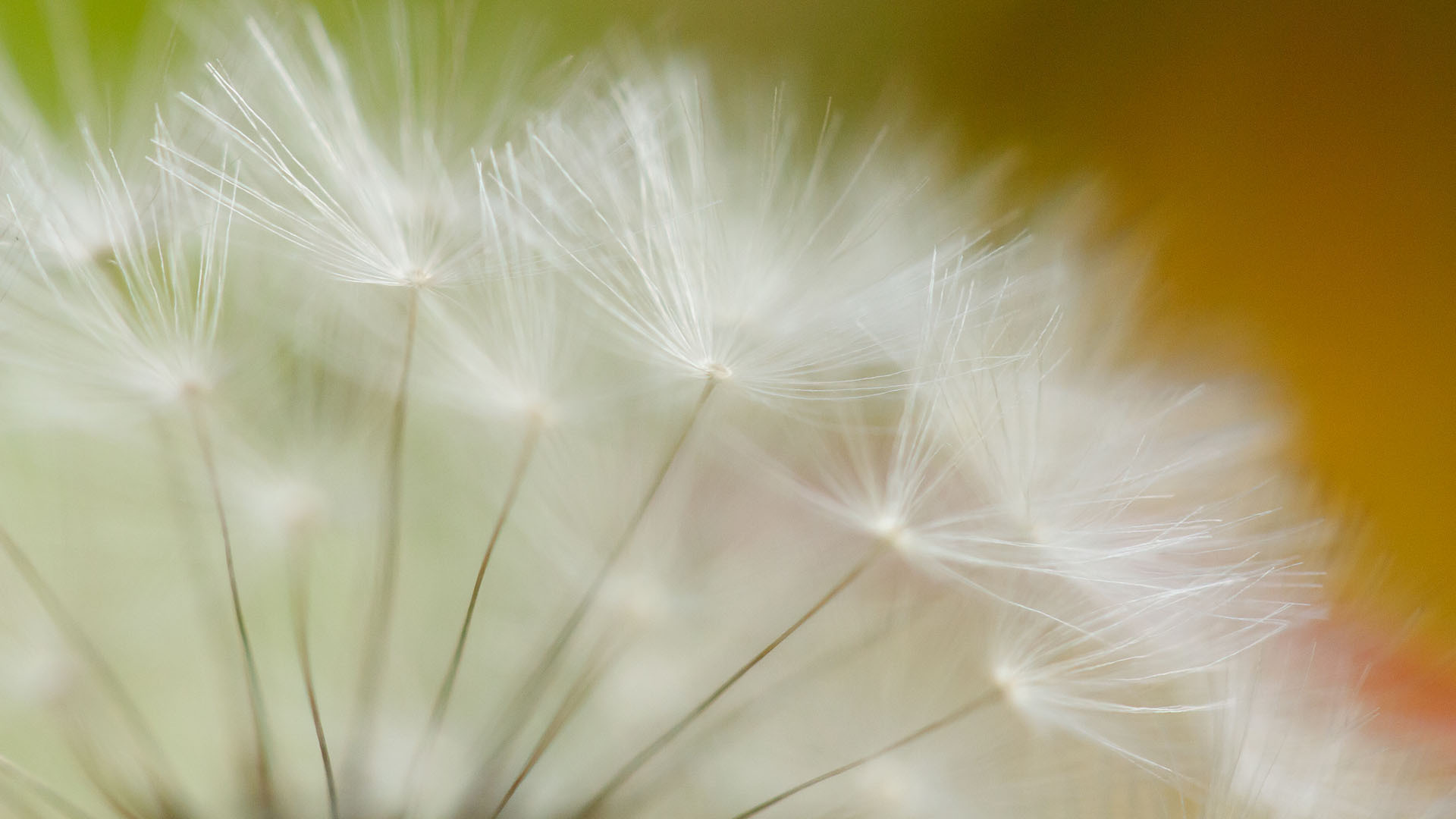 小清新 蒲公英 简单 可爱 宽屏