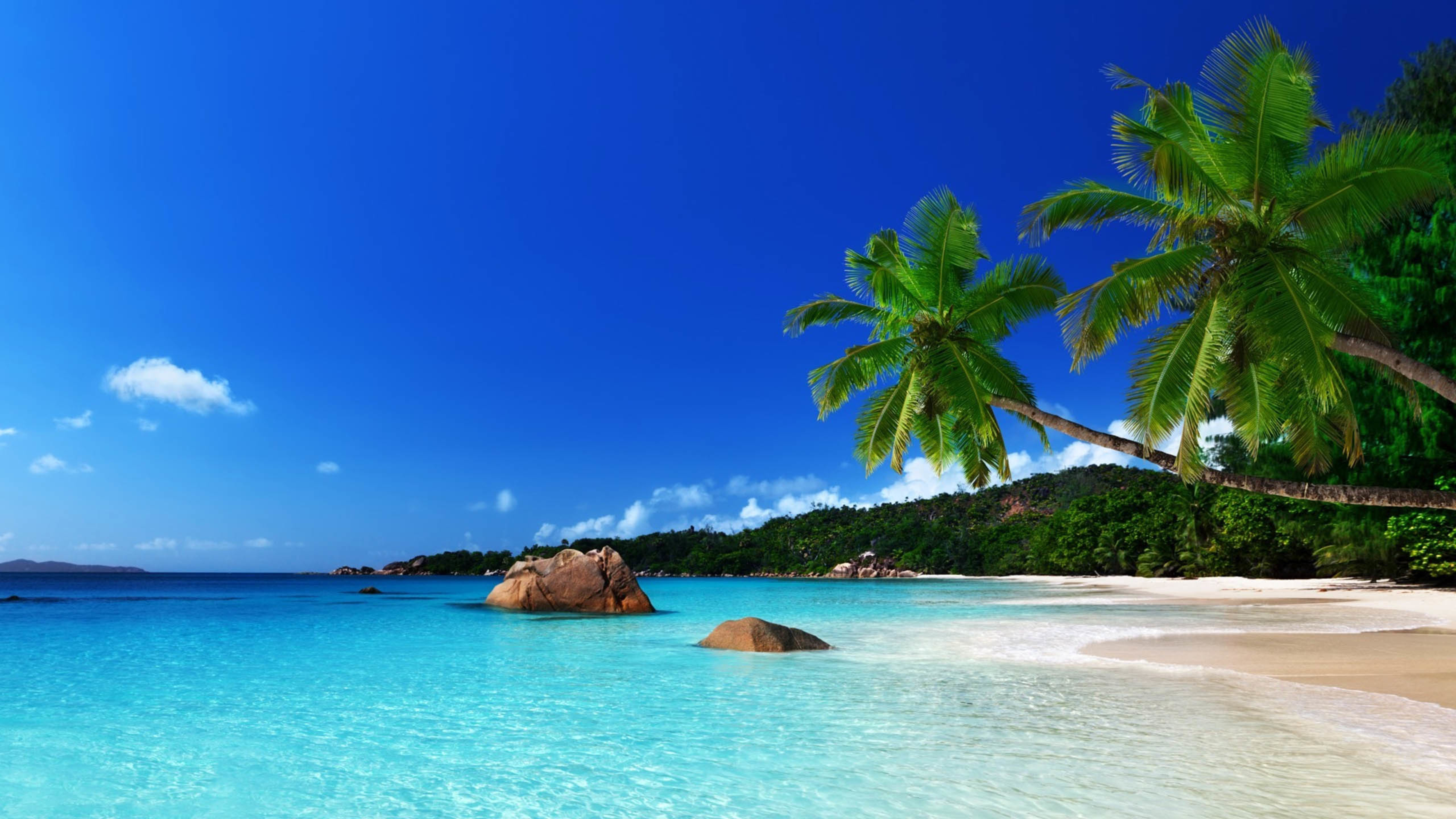 大海 椰子树 海岸