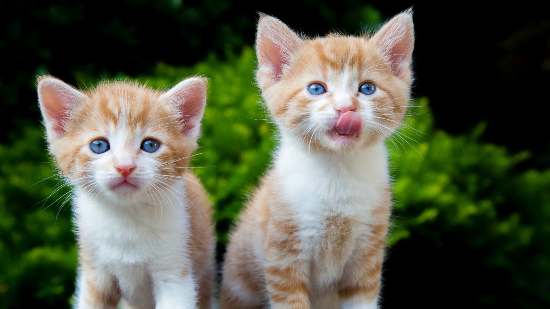 萌宠 喵星人 猫咪