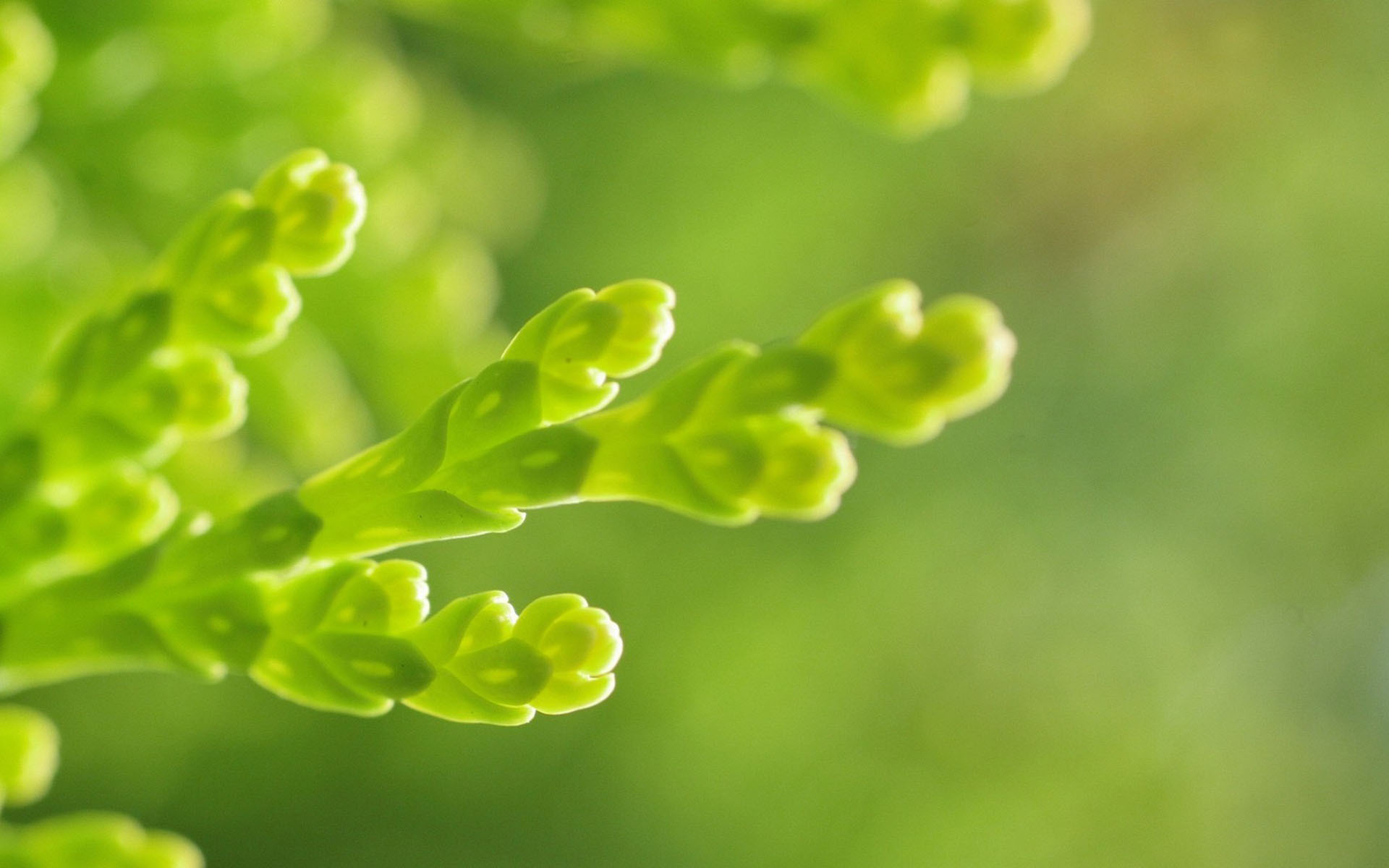 小清新 护眼壁纸