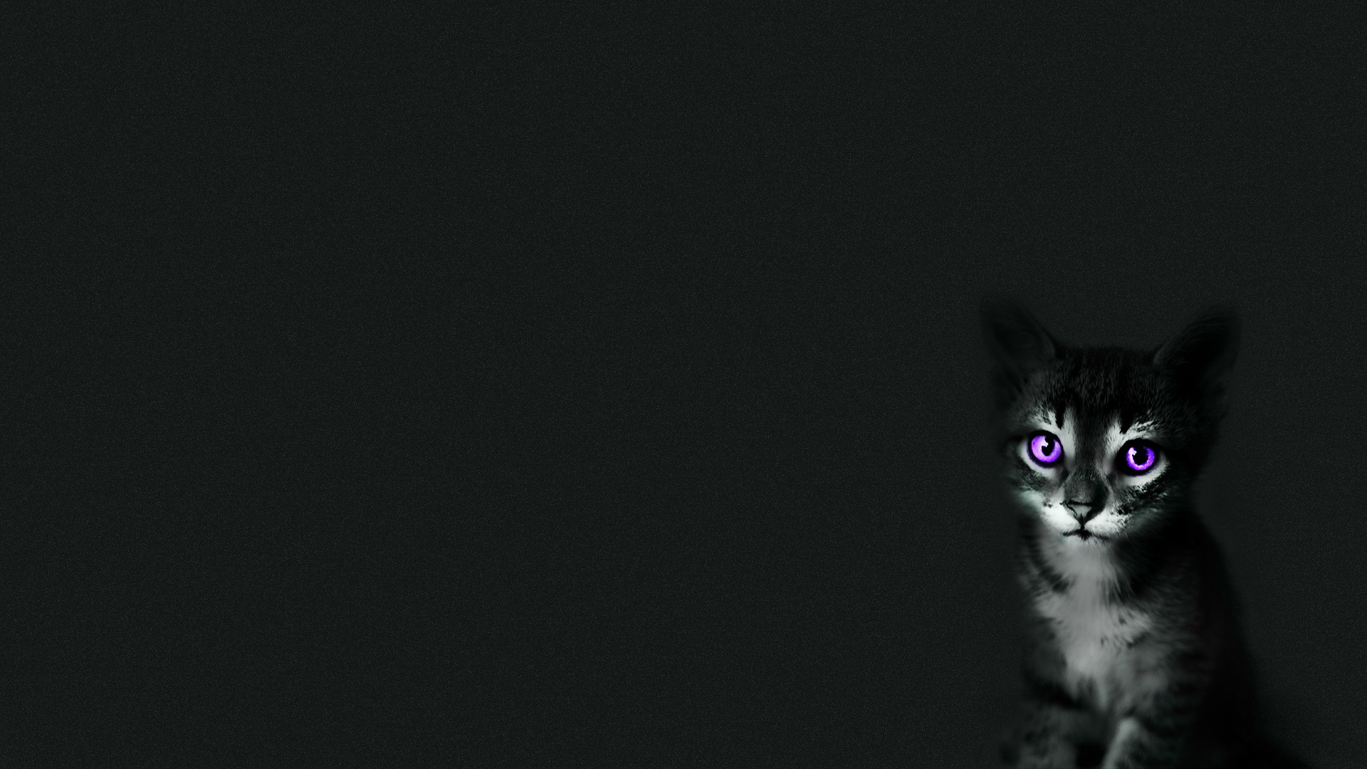 黑猫 萌宠 惊悚