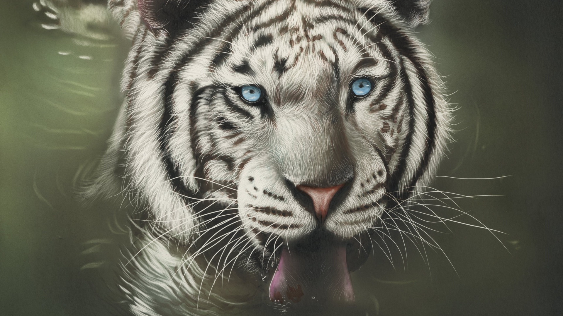 动物 老虎 白虎 野生动物