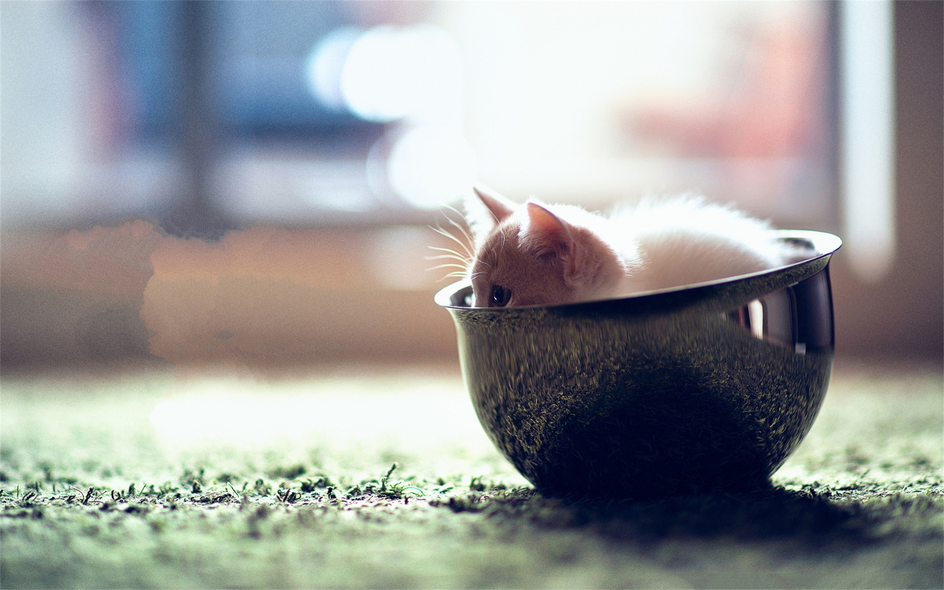 喵星人 猫 可爱