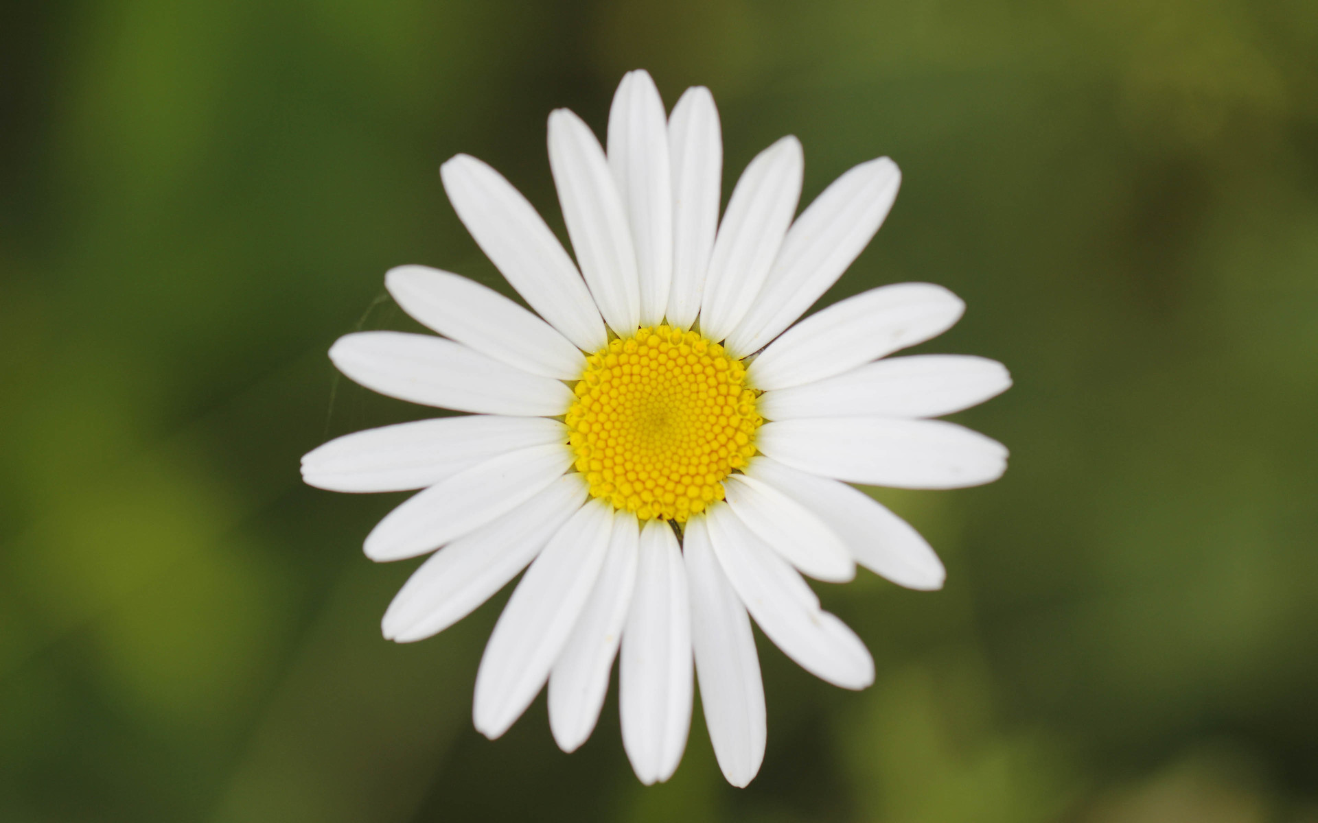 小清新 清新淡雅 花朵