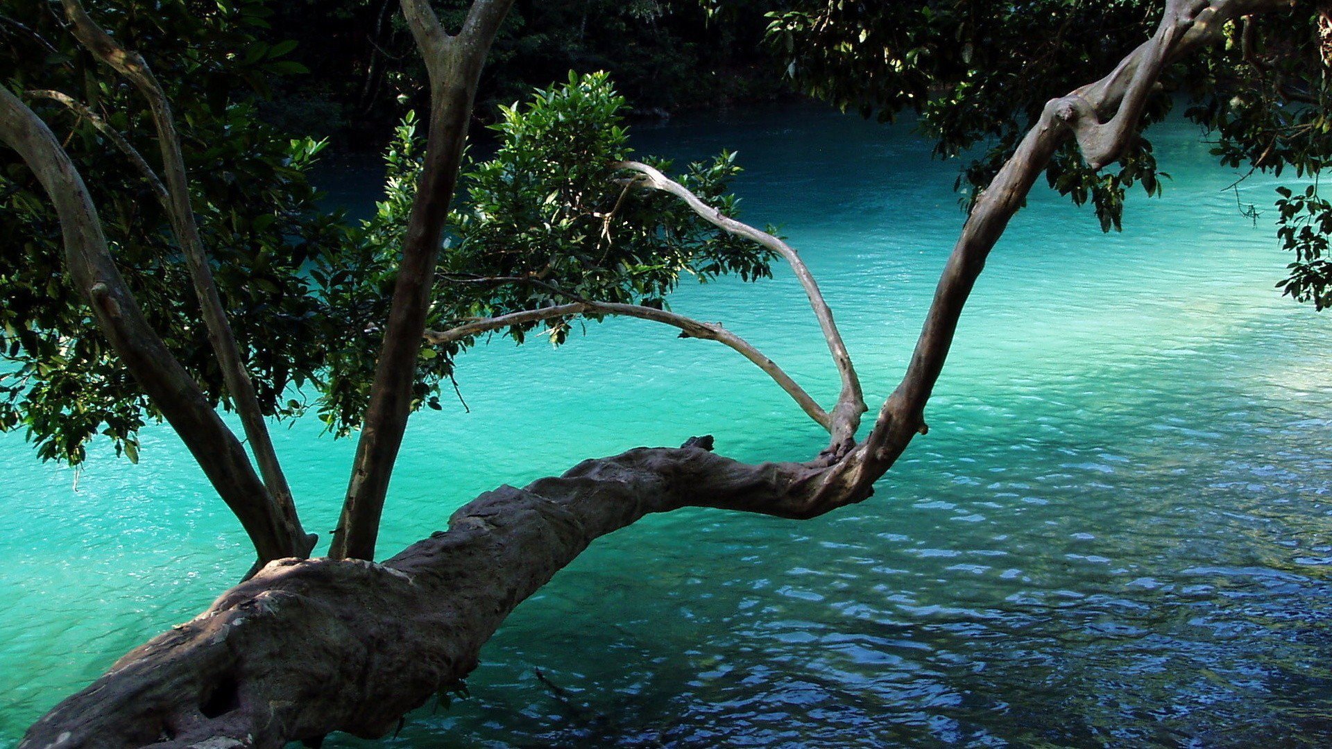 风景 树木 河流