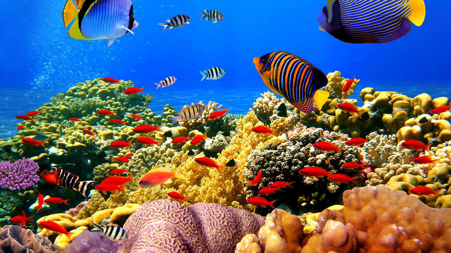 萌宠动物 海底世界