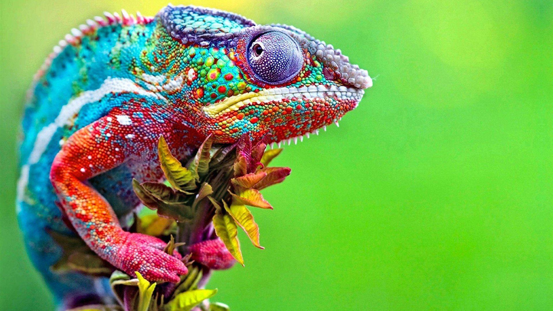 动物 野生动物 蜥蜴 变色龙