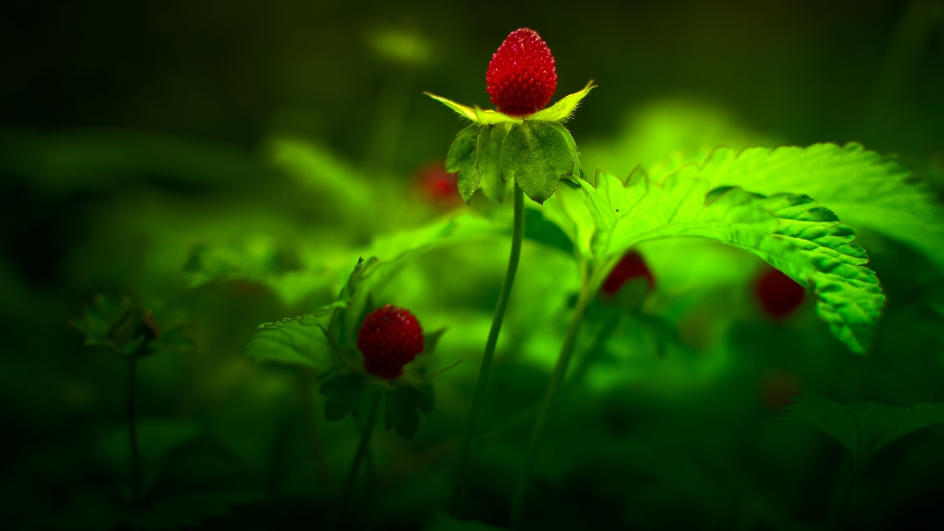 小清新  野果 高清