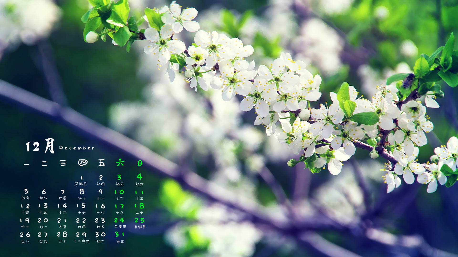 12月 小清新 桃花