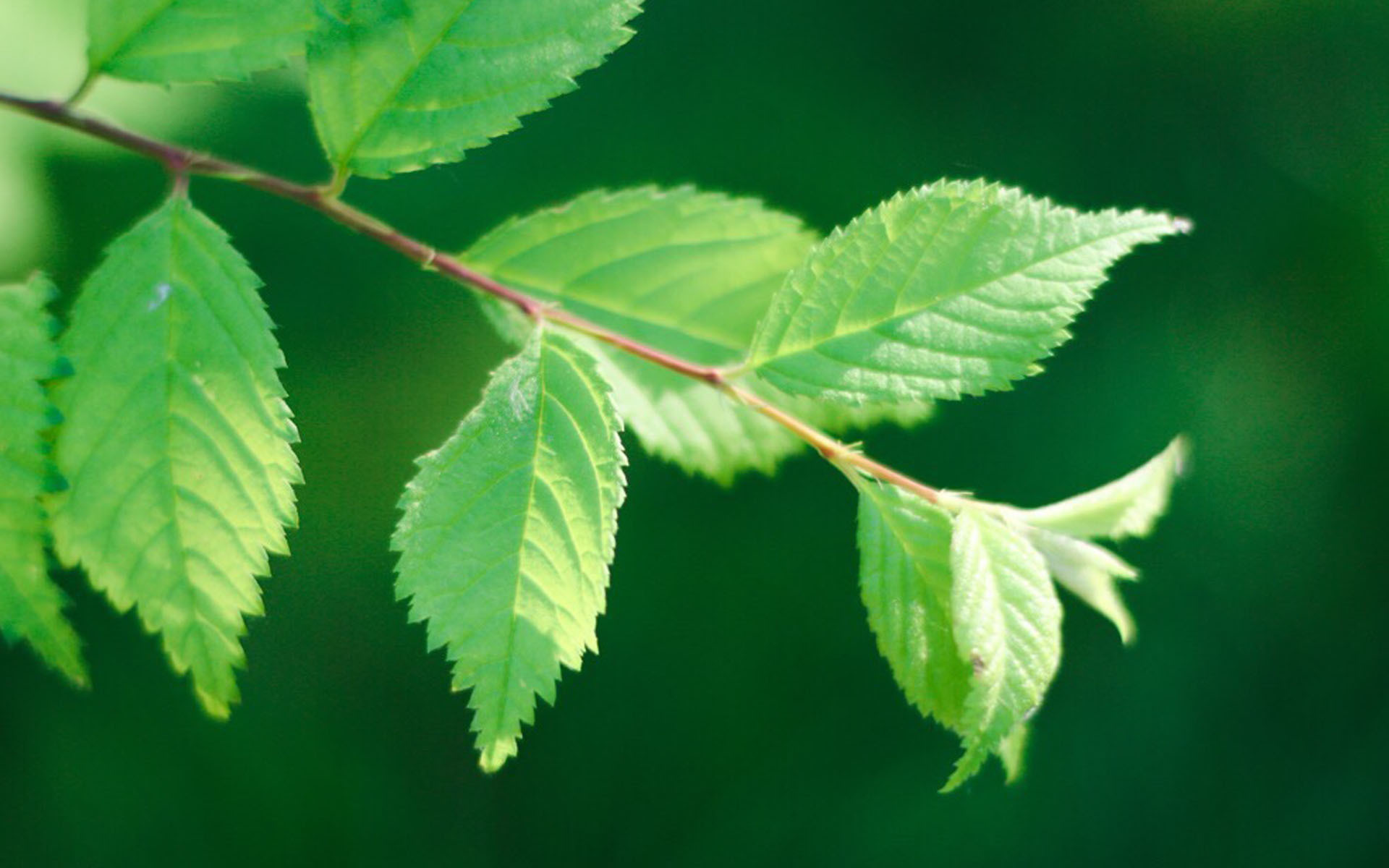 小清新 护眼壁纸