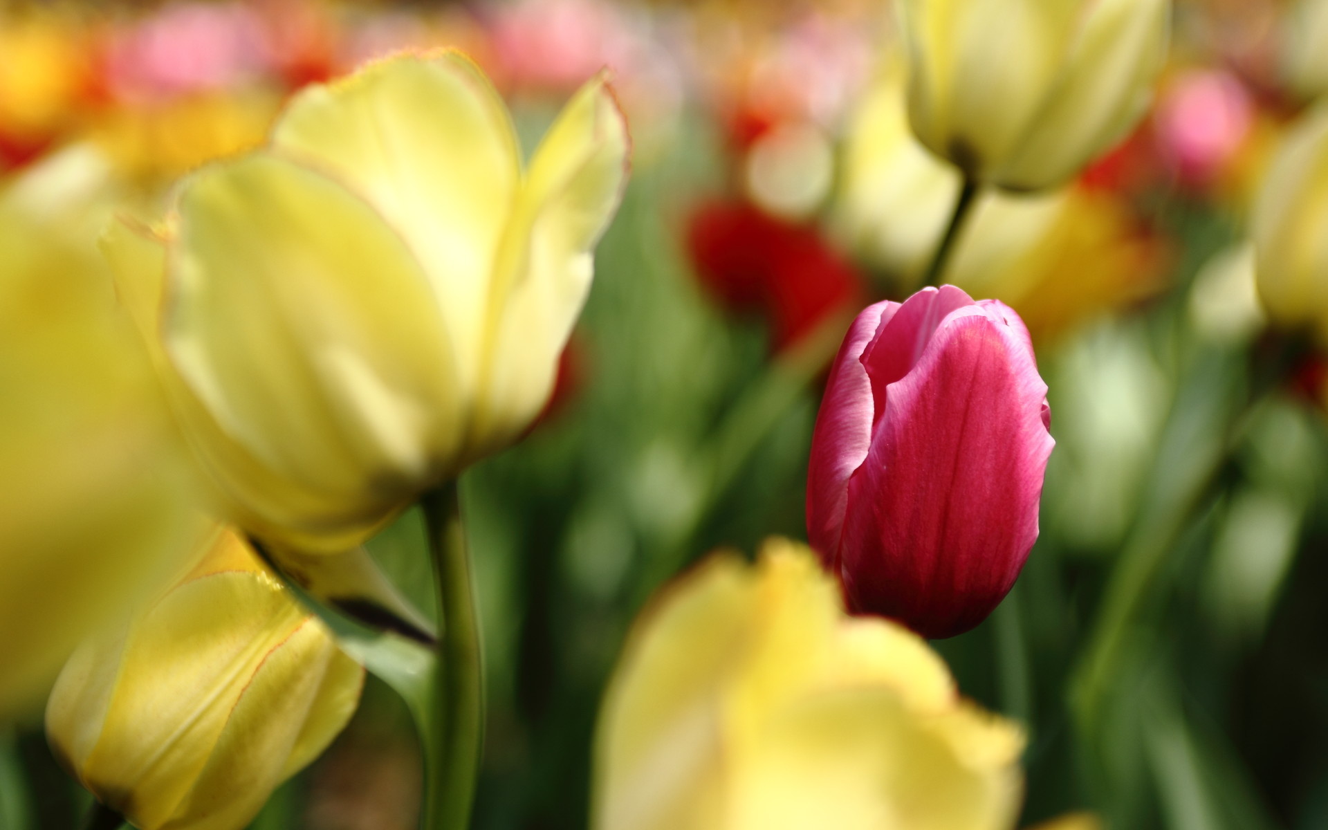 娇艳欲滴 郁金香