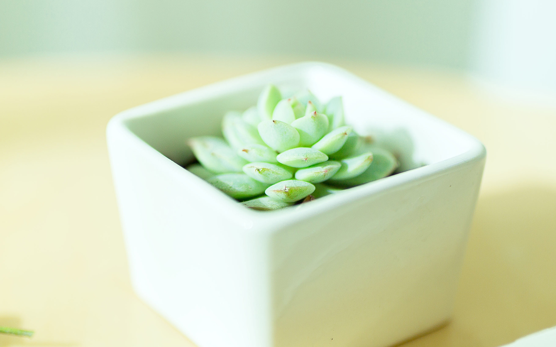 小清新 静物写真